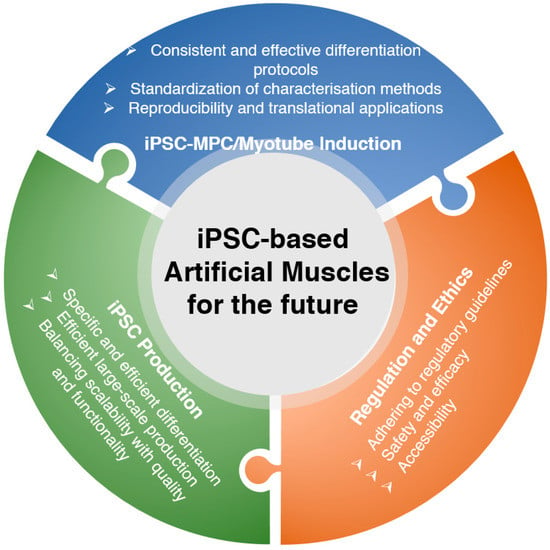 Skeletal muscle differentiation of human iPSCs meets bioengineering  strategies: perspectives and challenges