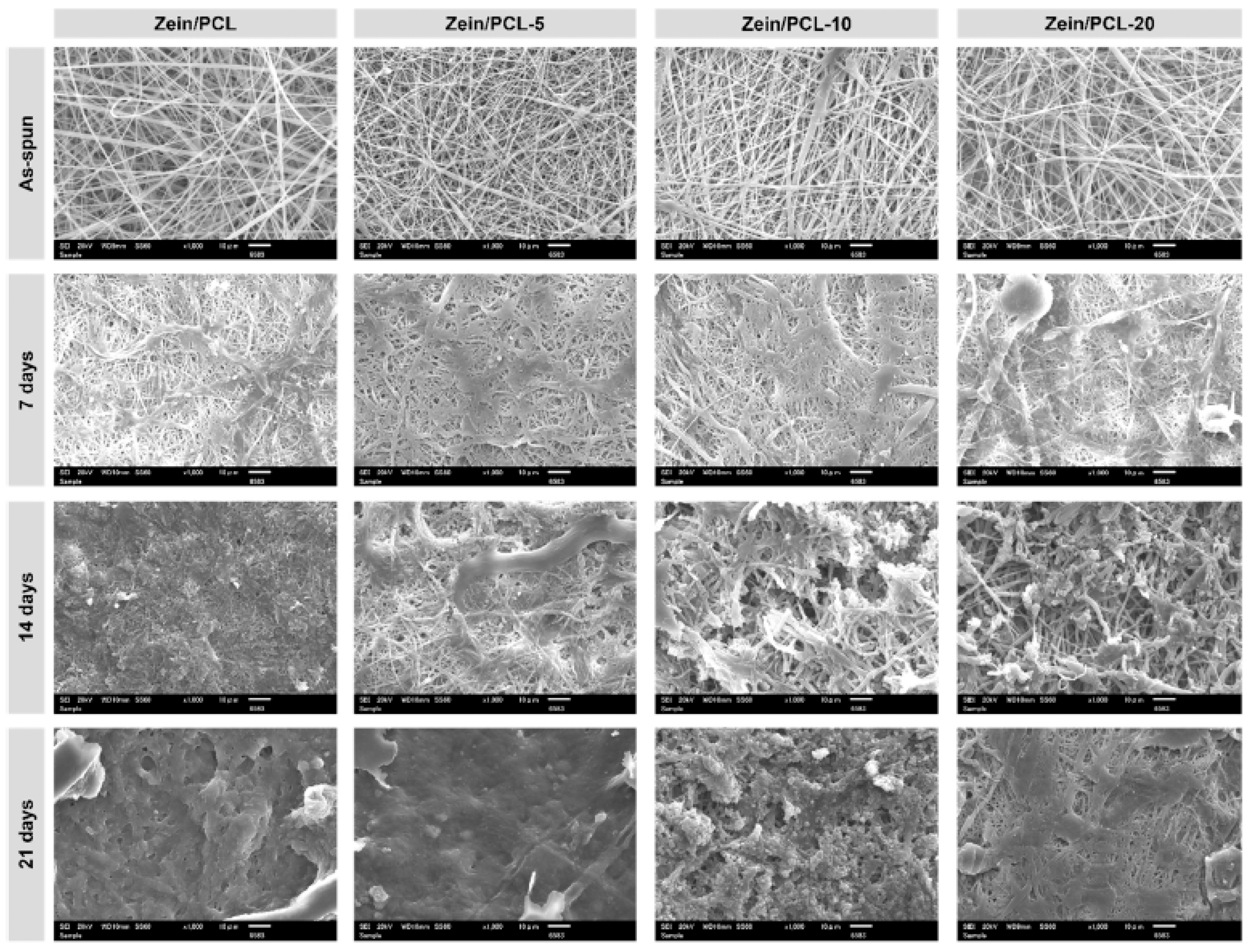 Ijms 24 11535 g010 Ijms 24 11535 g010