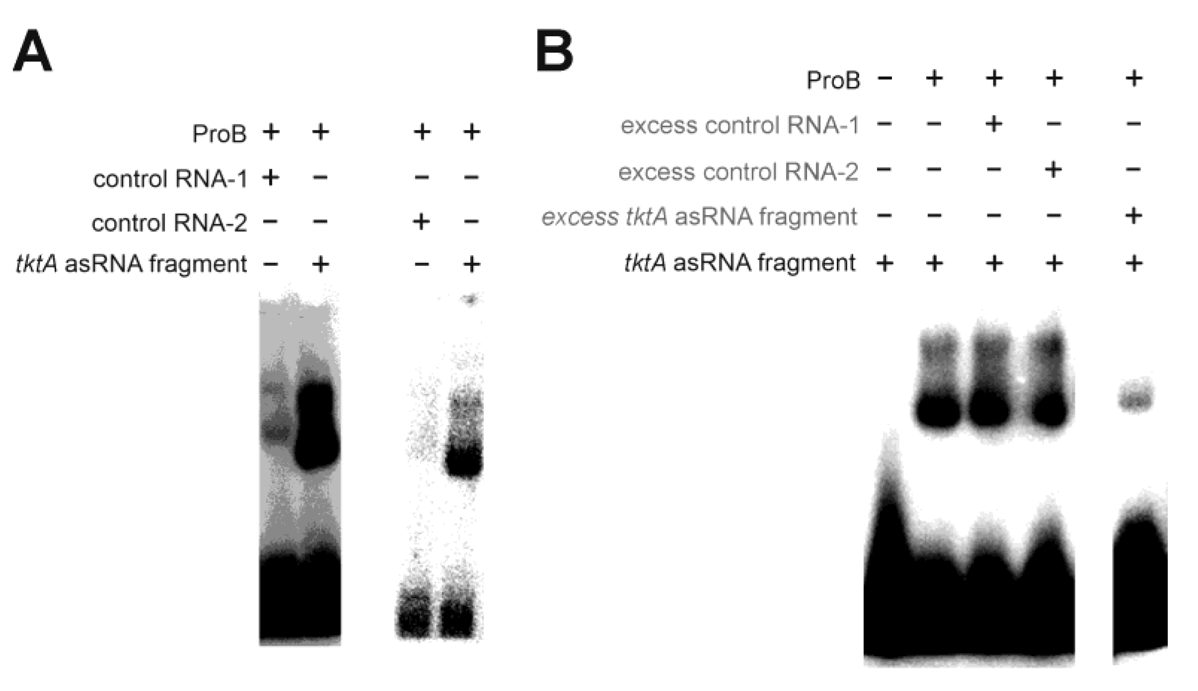 Ijms 24 11536 g007 Ijms 24 11536 g007
