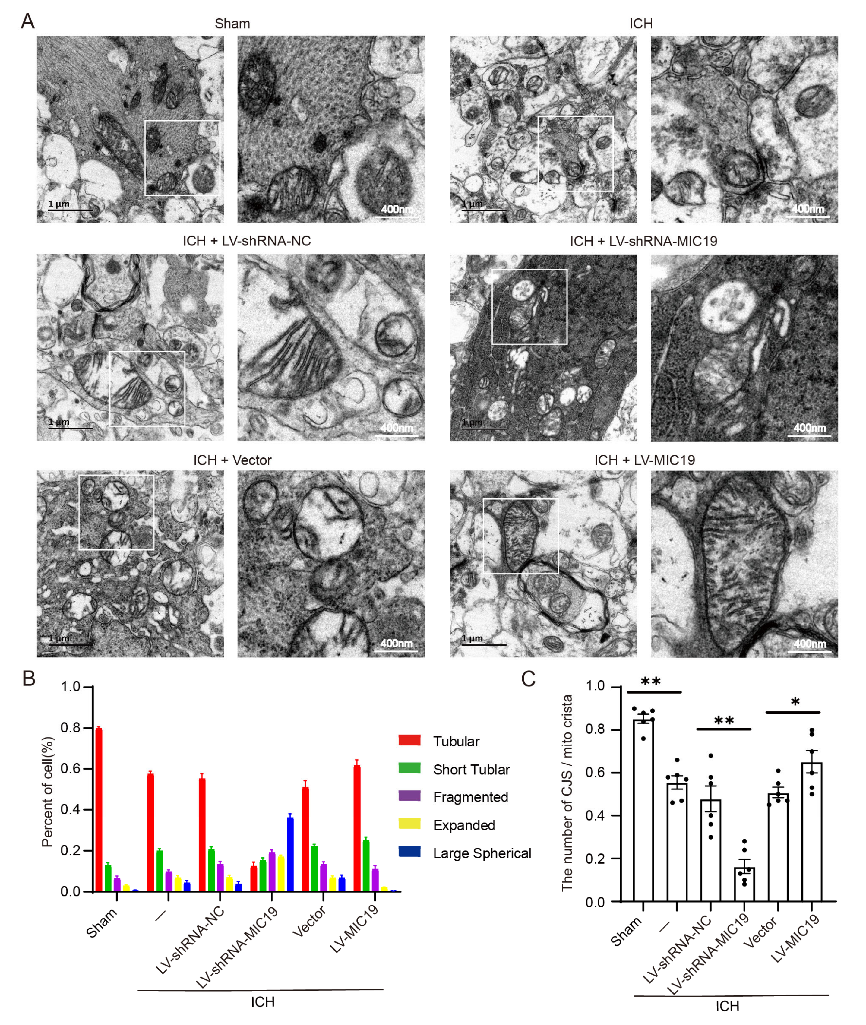 Ijms 24 11553 g003 Ijms 24 11553 g003
