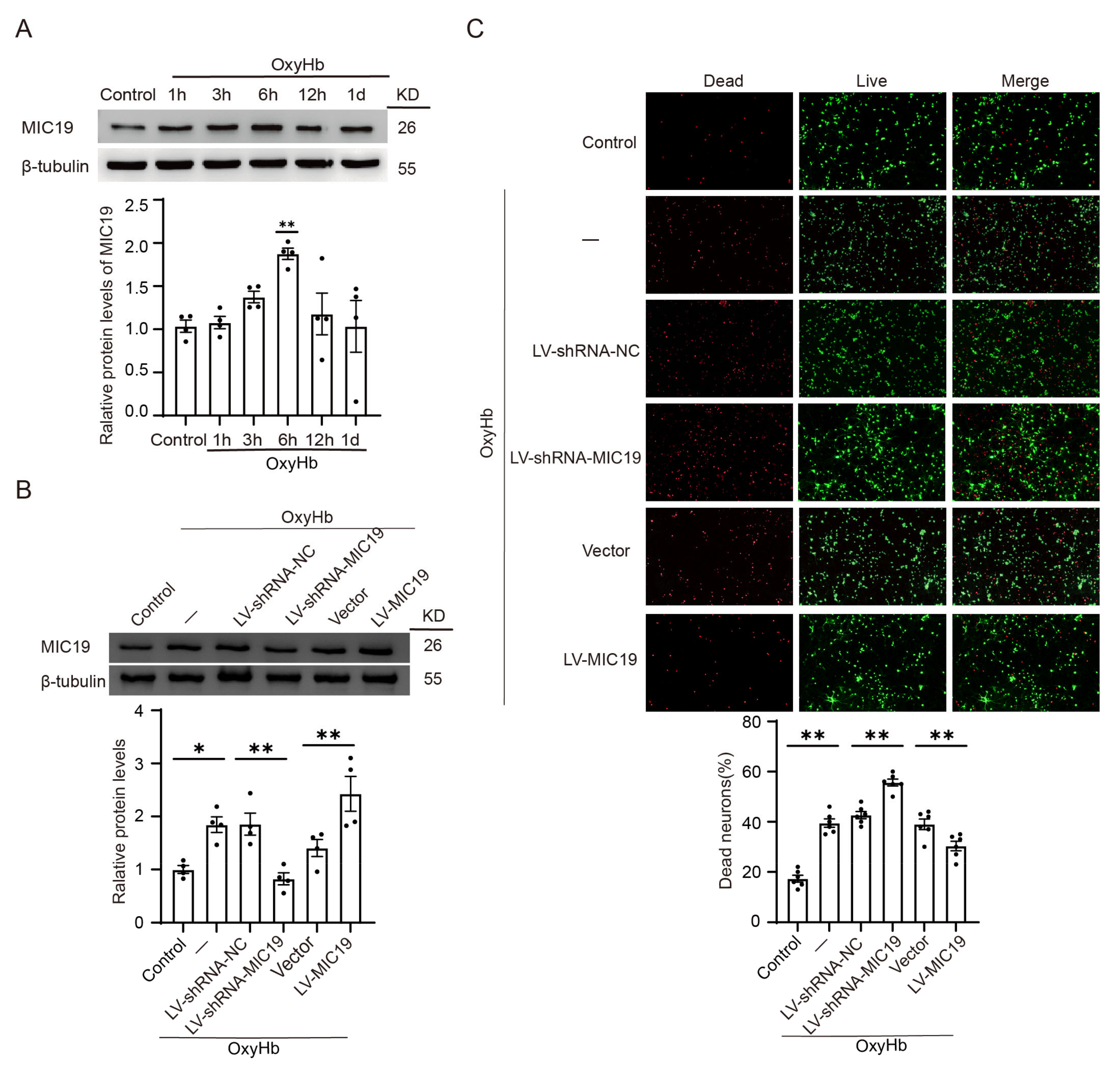 Ijms 24 11553 g006 Ijms 24 11553 g006
