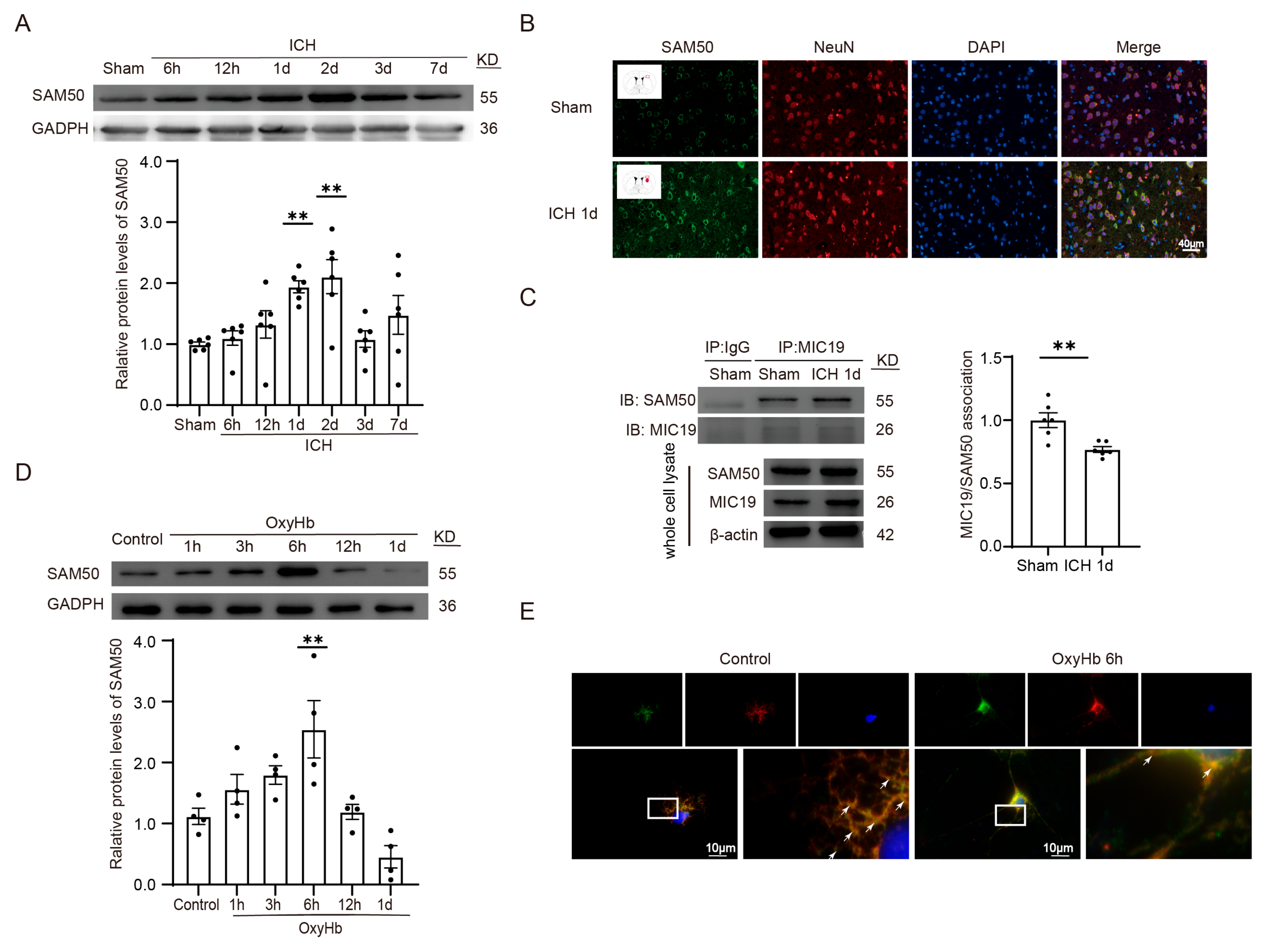 Ijms 24 11553 g008 Ijms 24 11553 g008