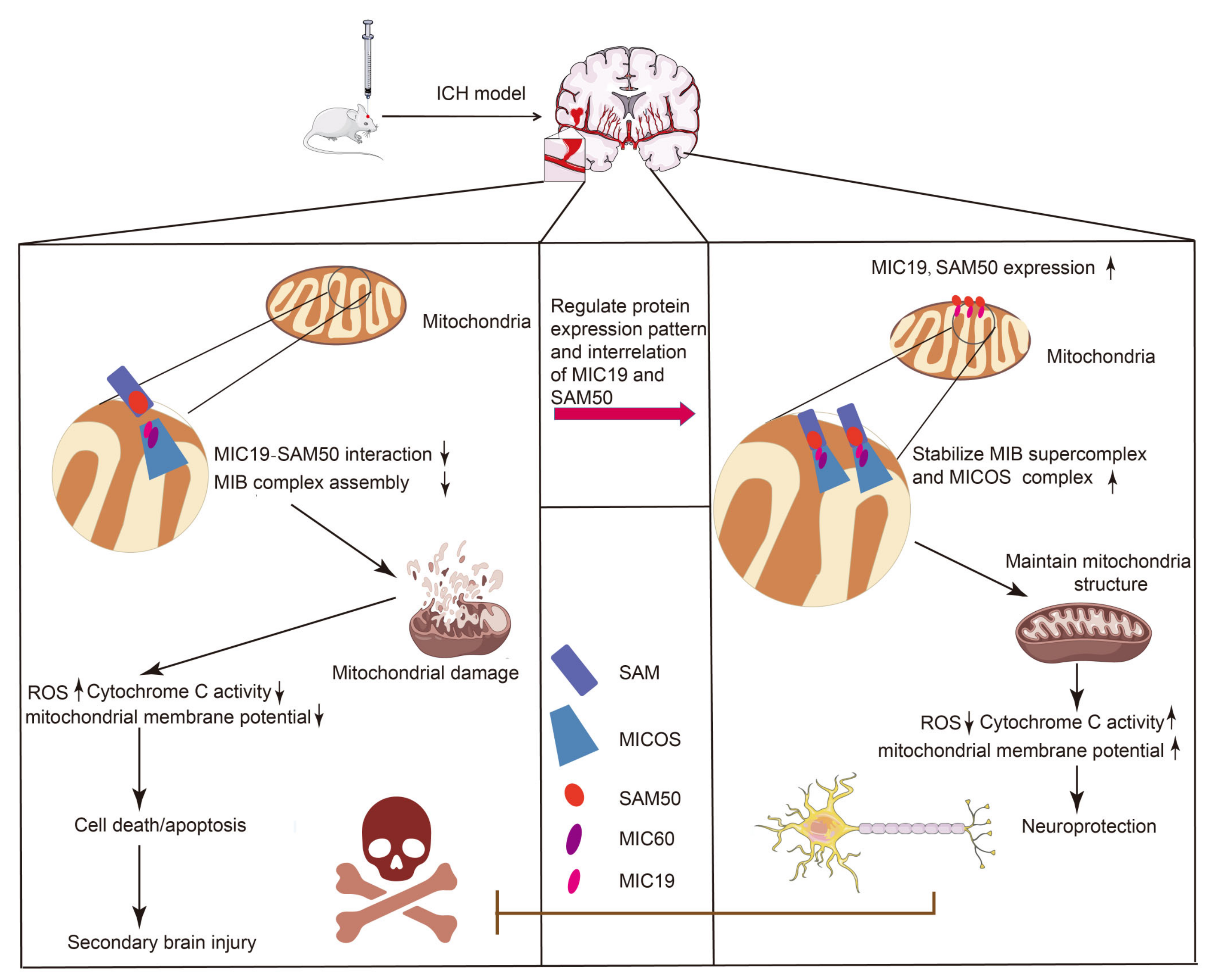 Ijms 24 11553 g009 Ijms 24 11553 g009