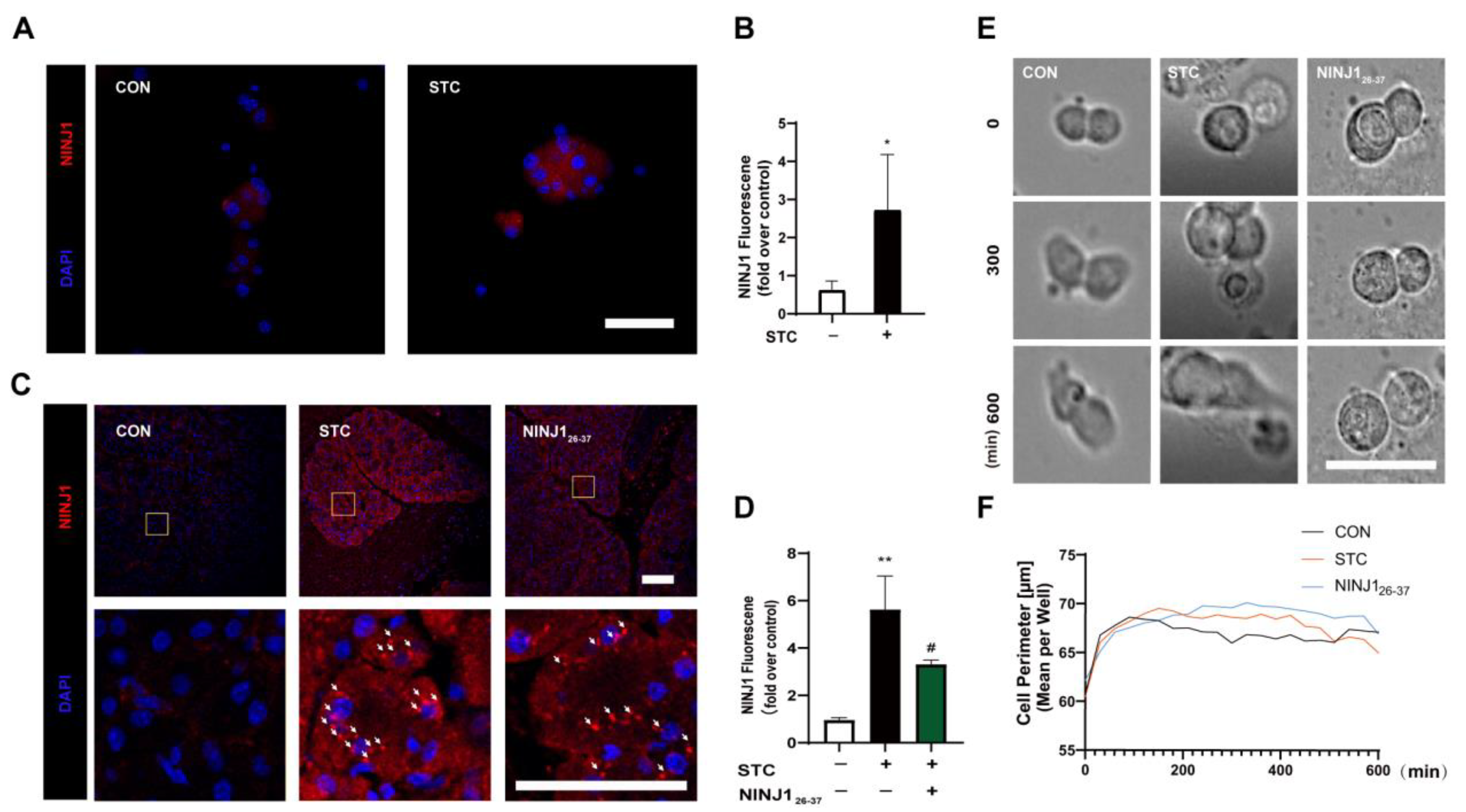 Ijms 24 11554 g001 Ijms 24 11554 g001