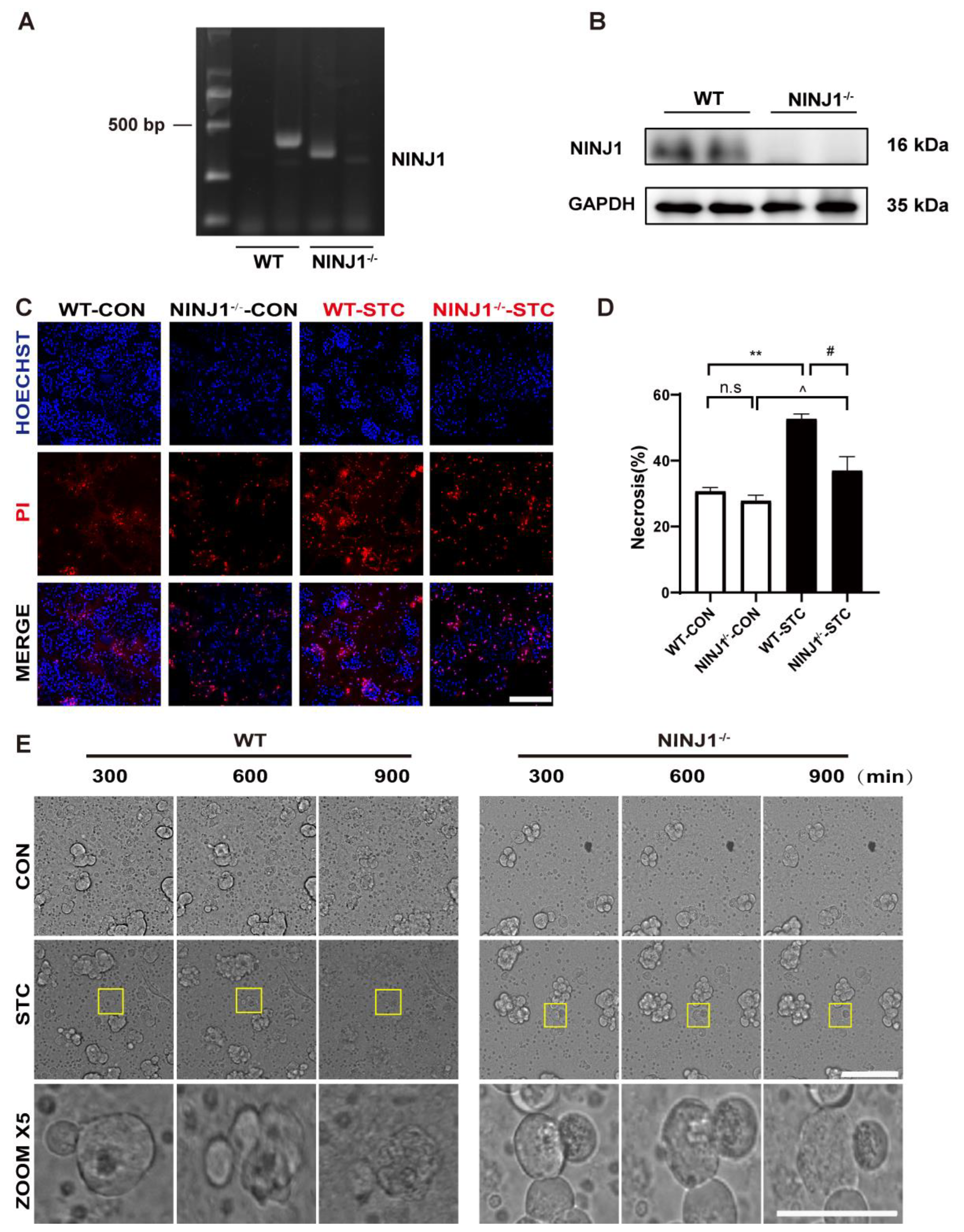 Ijms 24 11554 g002 Ijms 24 11554 g002