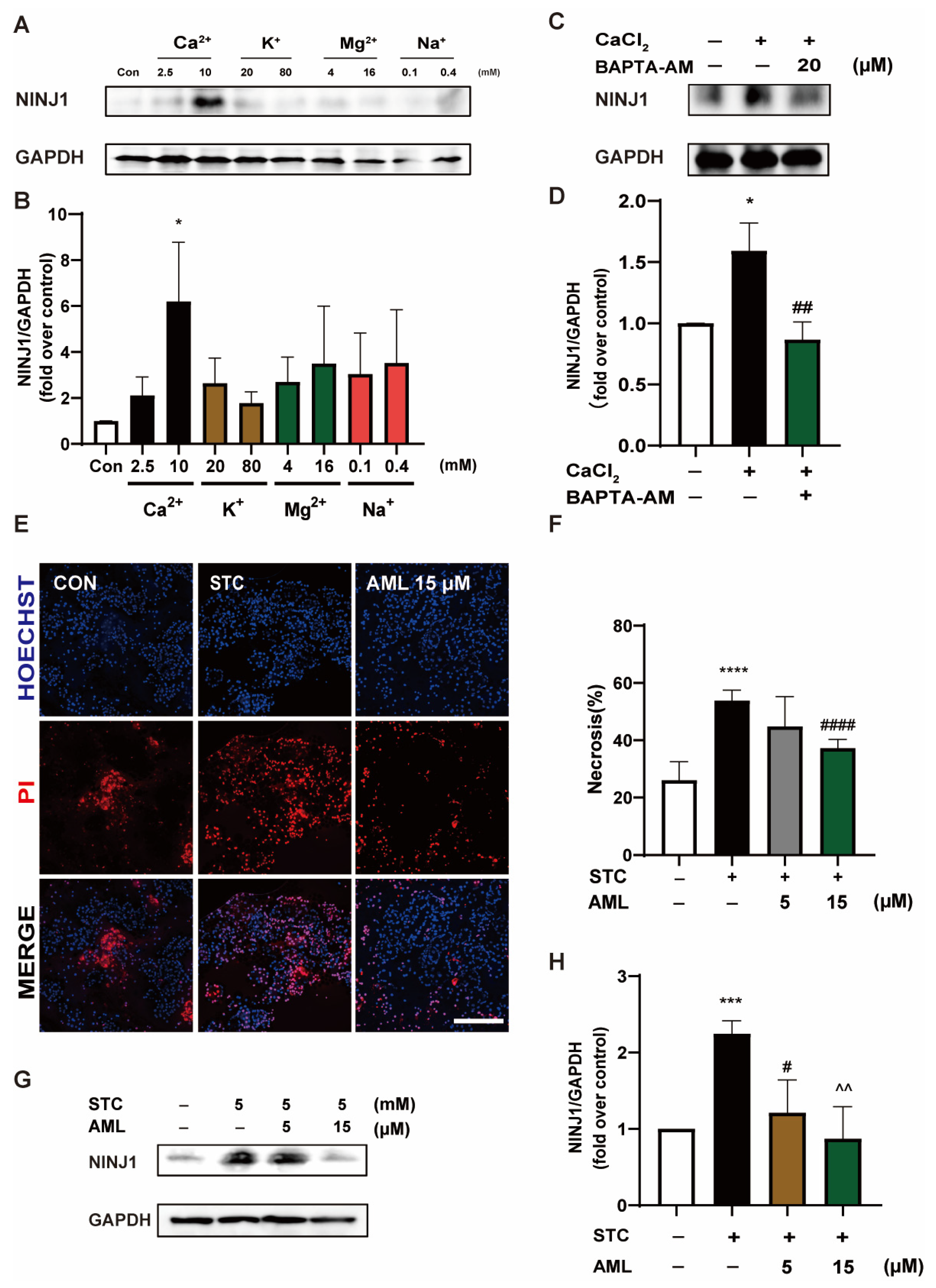Ijms 24 11554 g003 Ijms 24 11554 g003