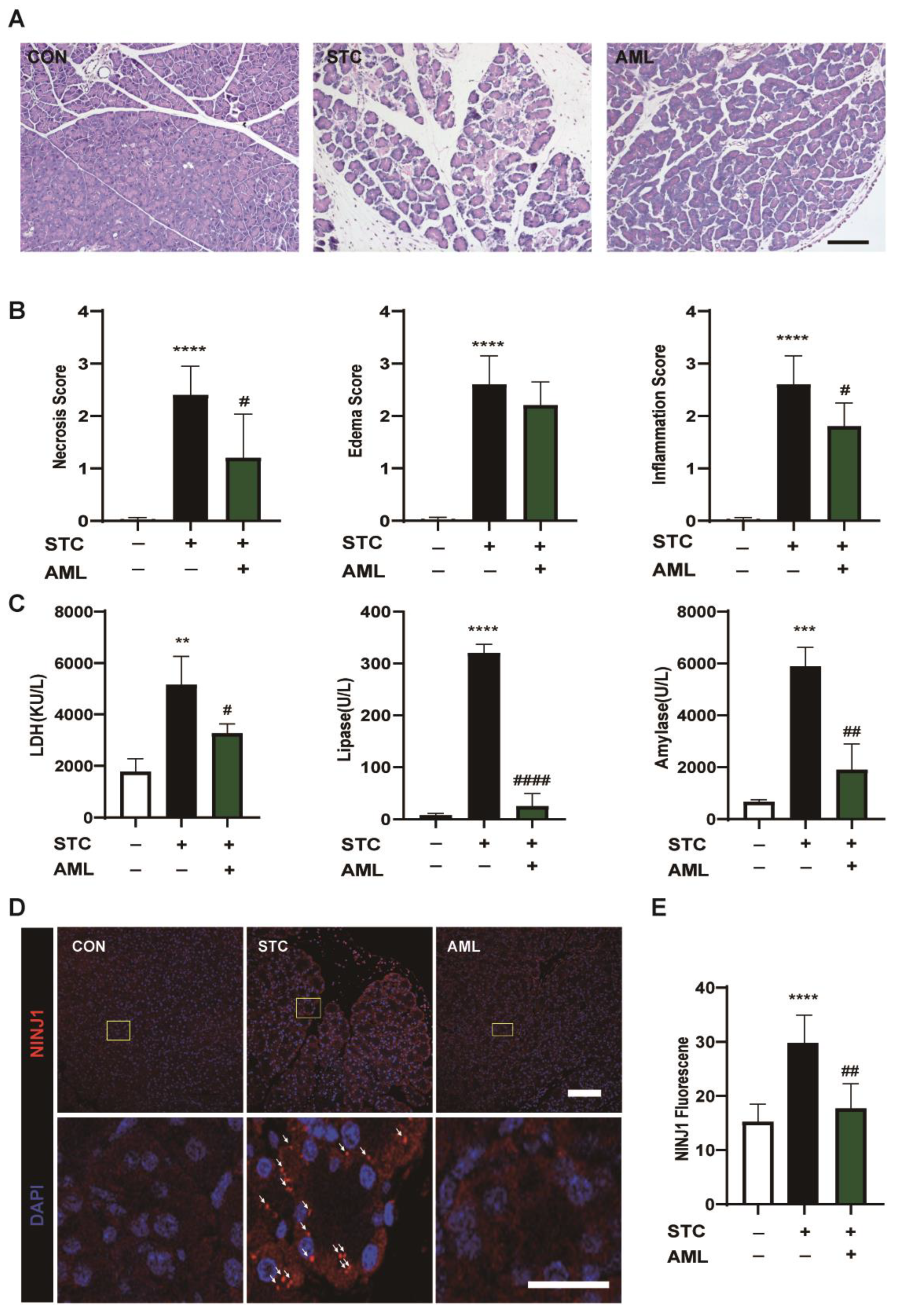 Ijms 24 11554 g004 Ijms 24 11554 g004