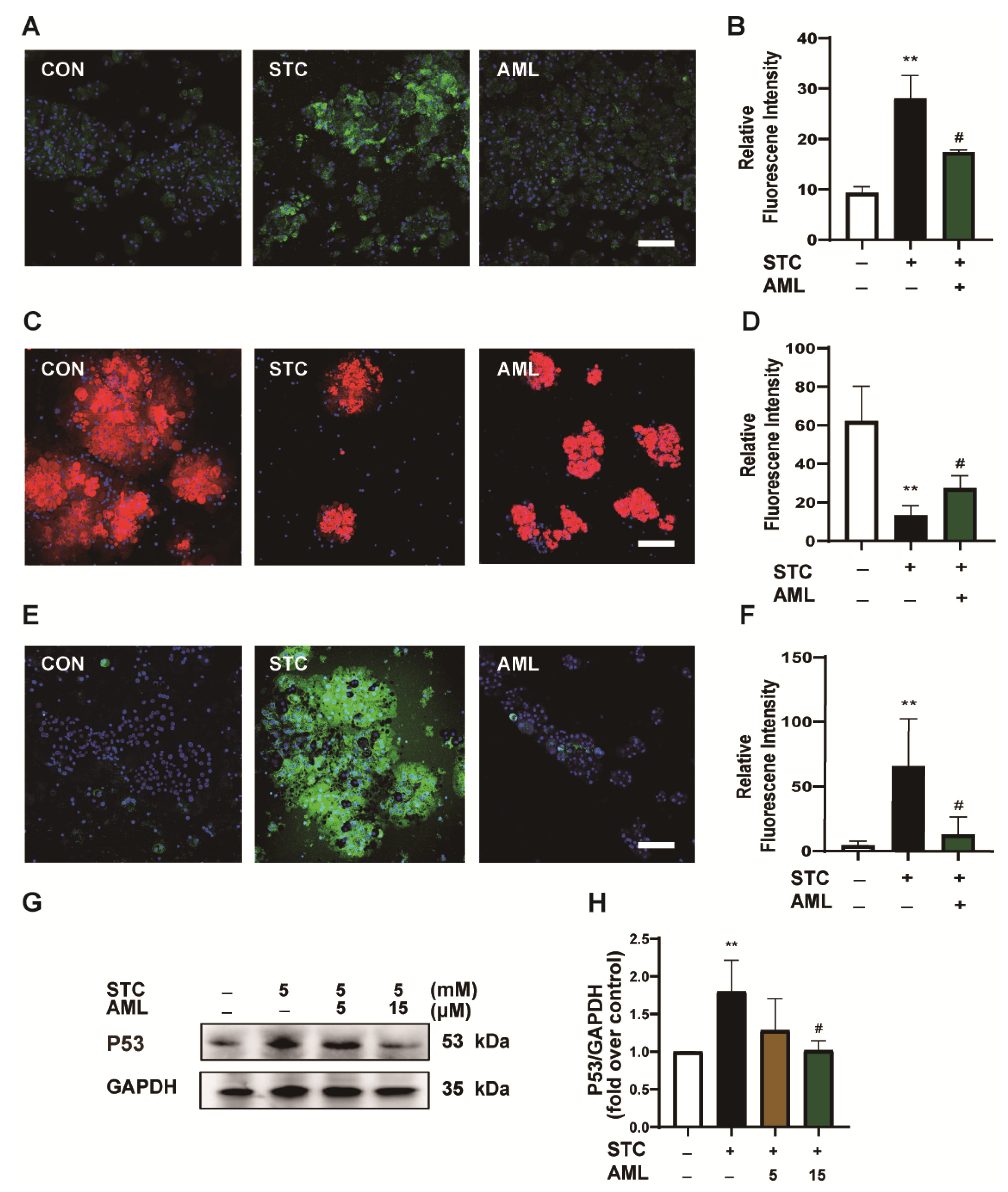 Ijms 24 11554 g005 Ijms 24 11554 g005