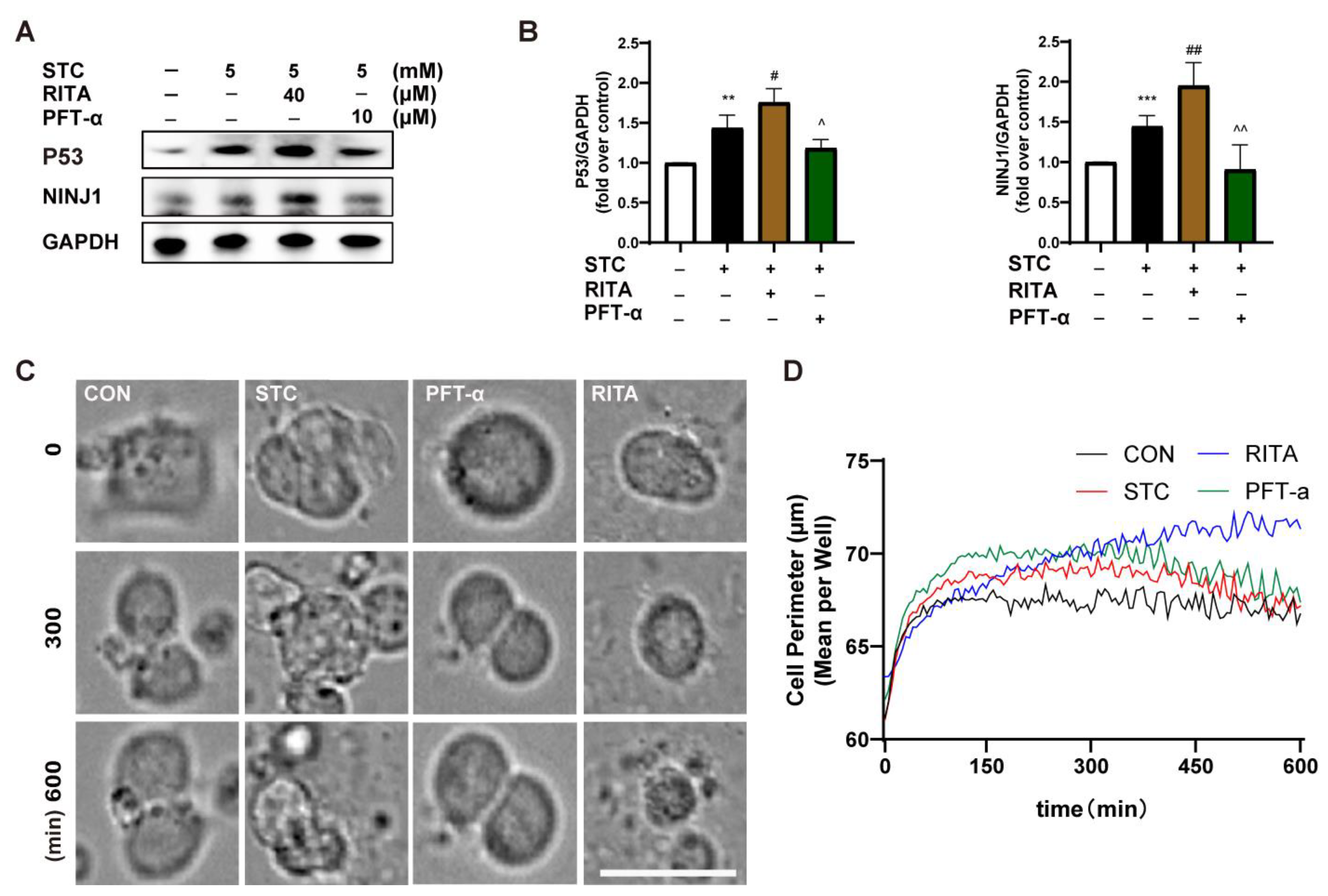 Ijms 24 11554 g006 Ijms 24 11554 g006