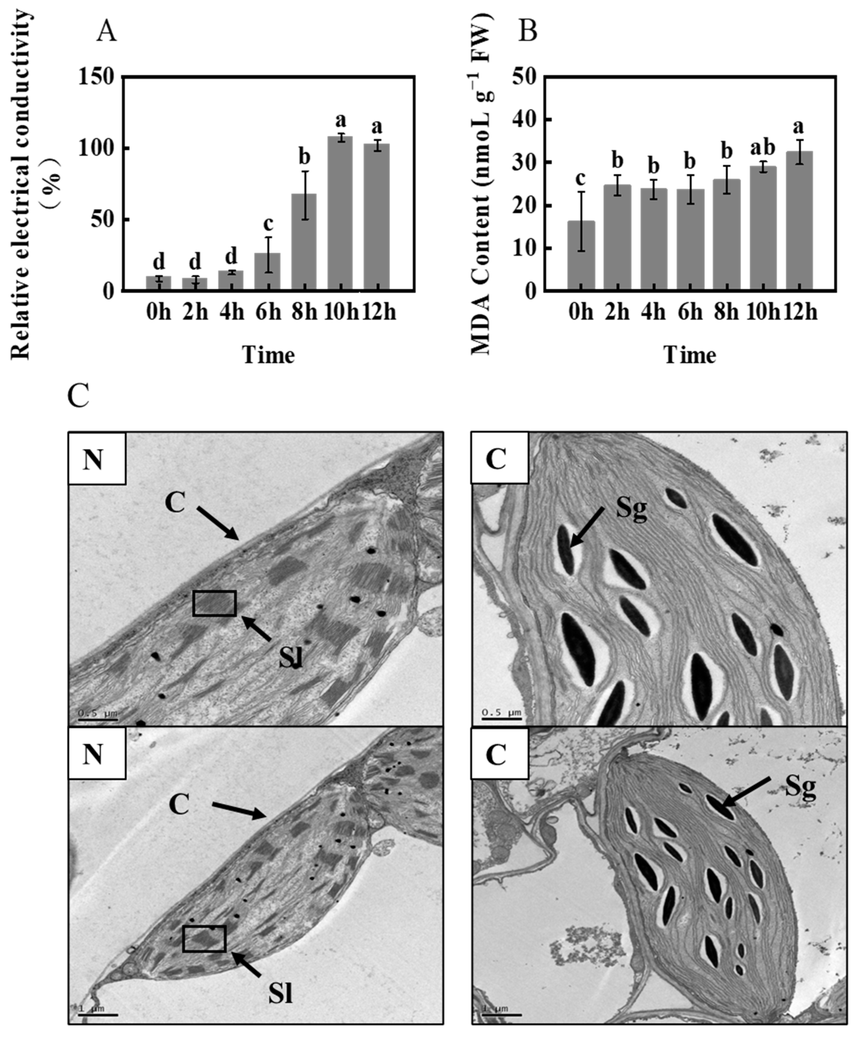 Ijms 24 11590 g004 Ijms 24 11590 g004