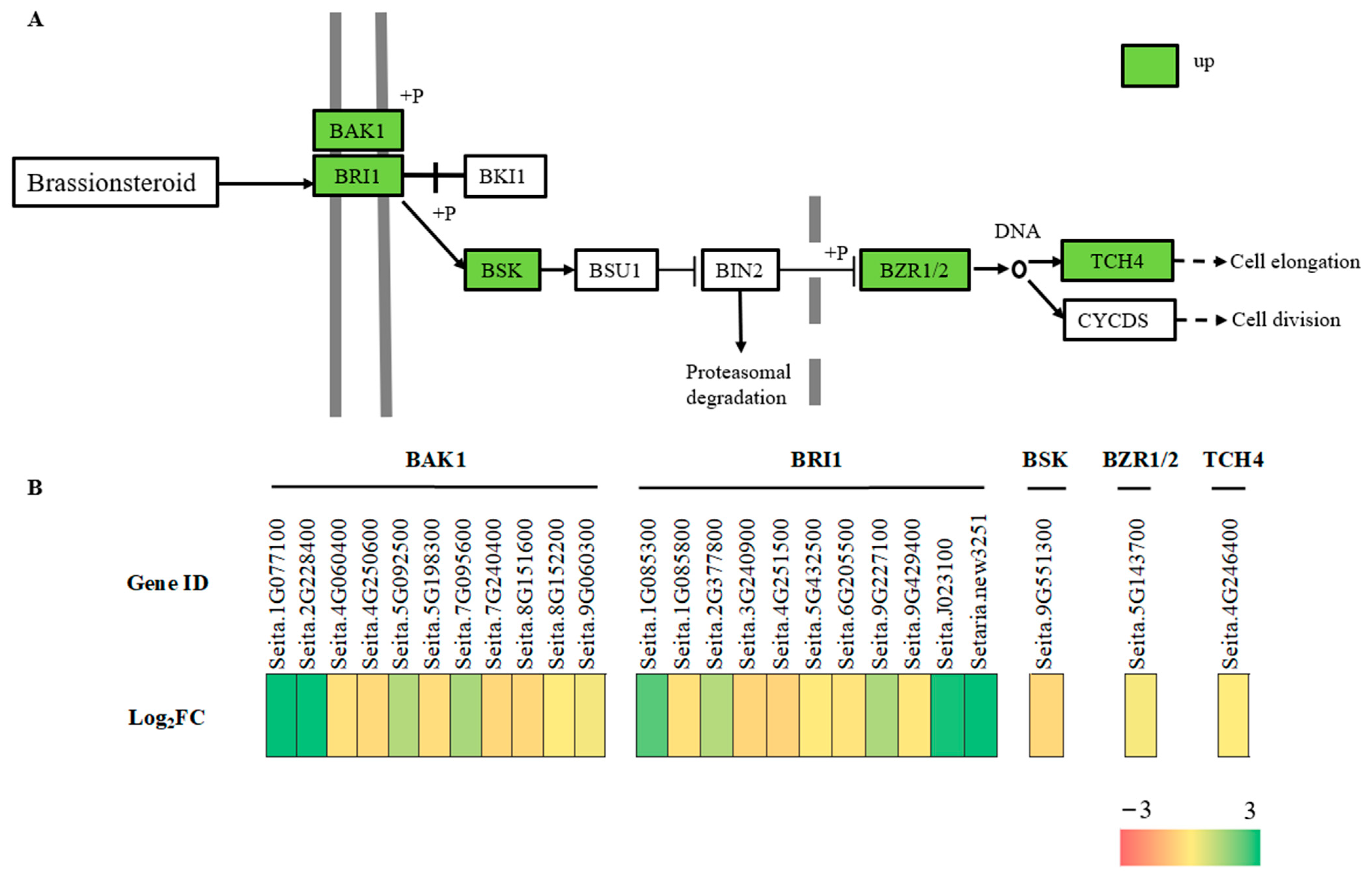 Ijms 24 11590 g008 Ijms 24 11590 g008