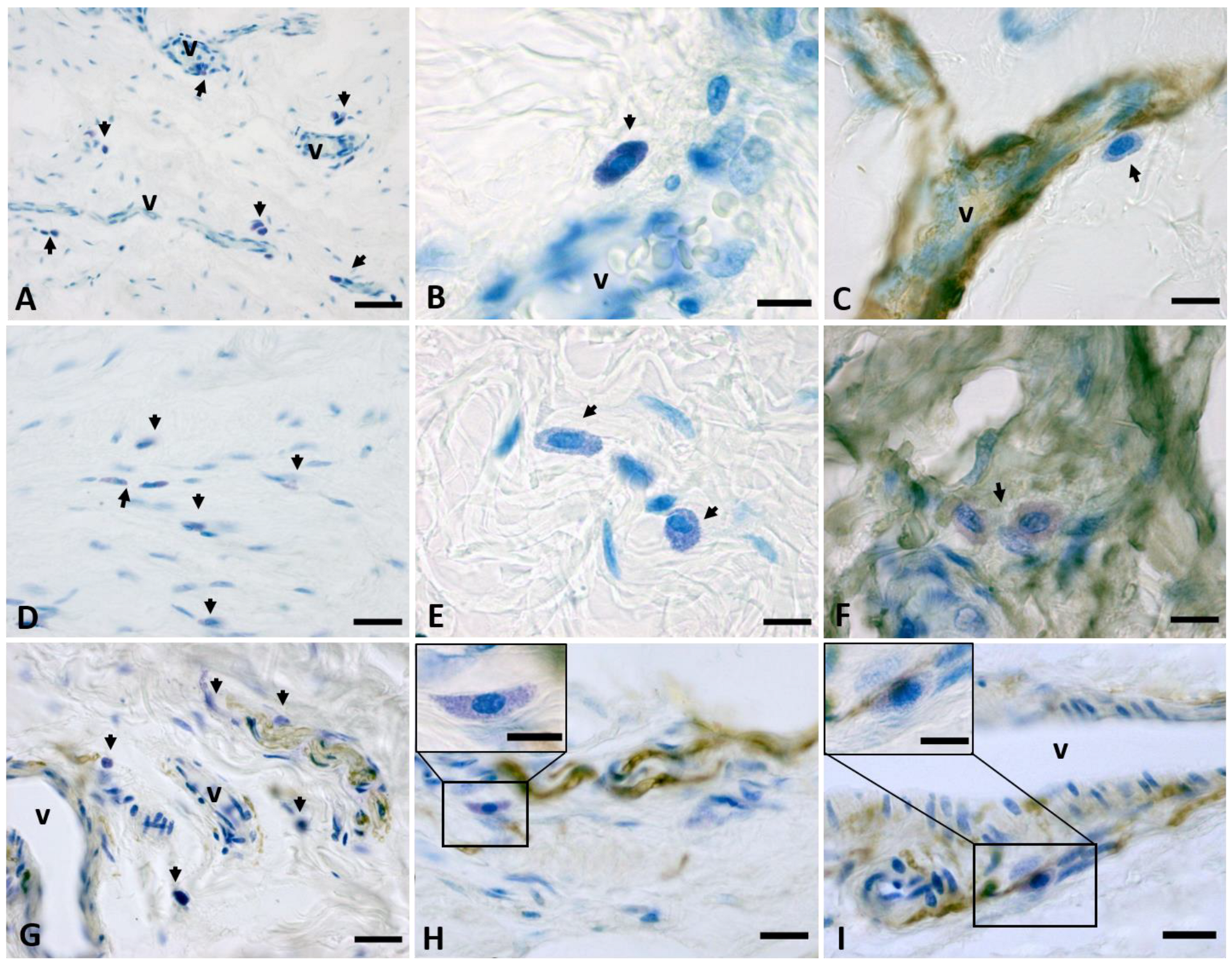 Fascia umoristica in tessuto Miss Tettona