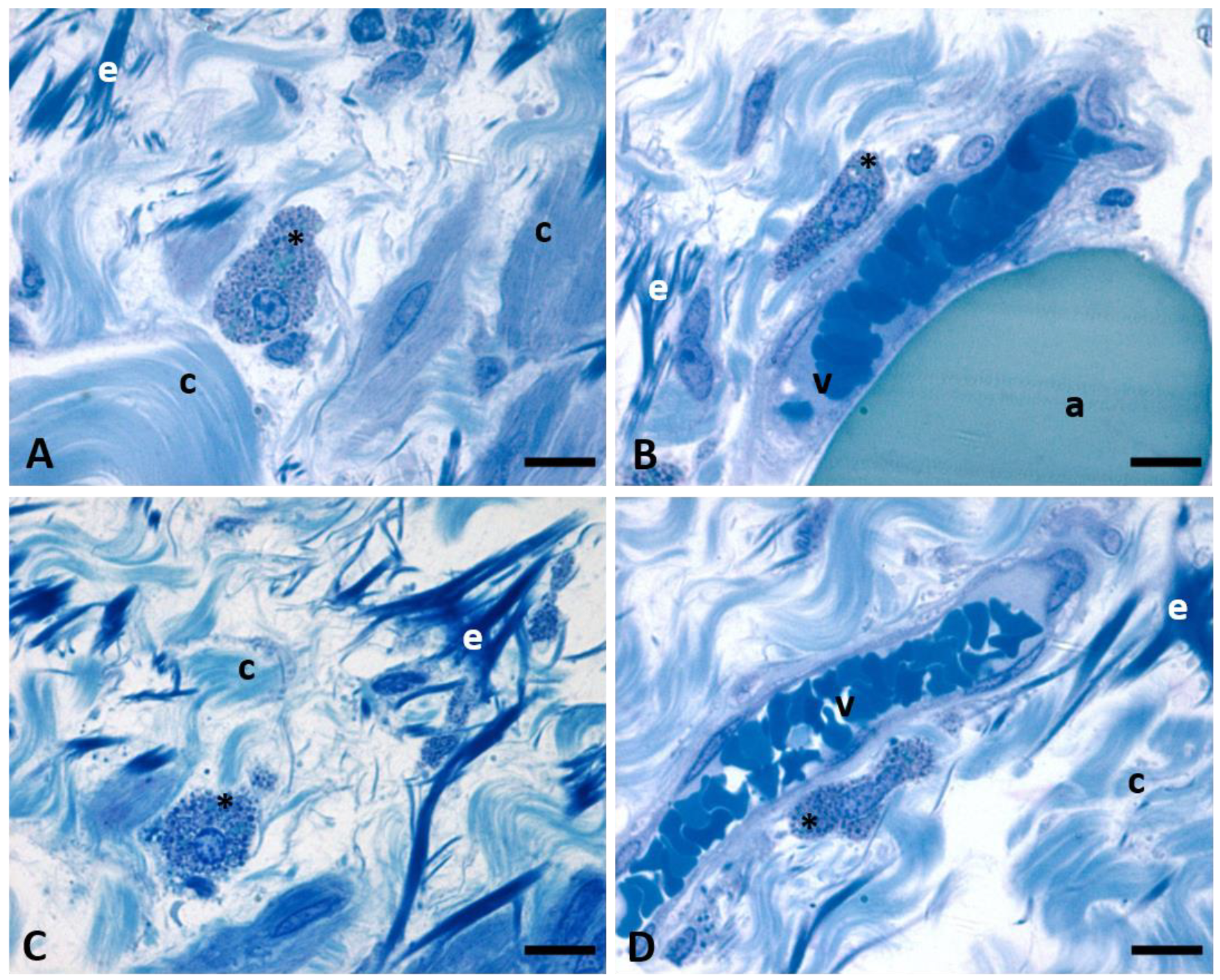 Fascia umoristica in tessuto Miss Tettona