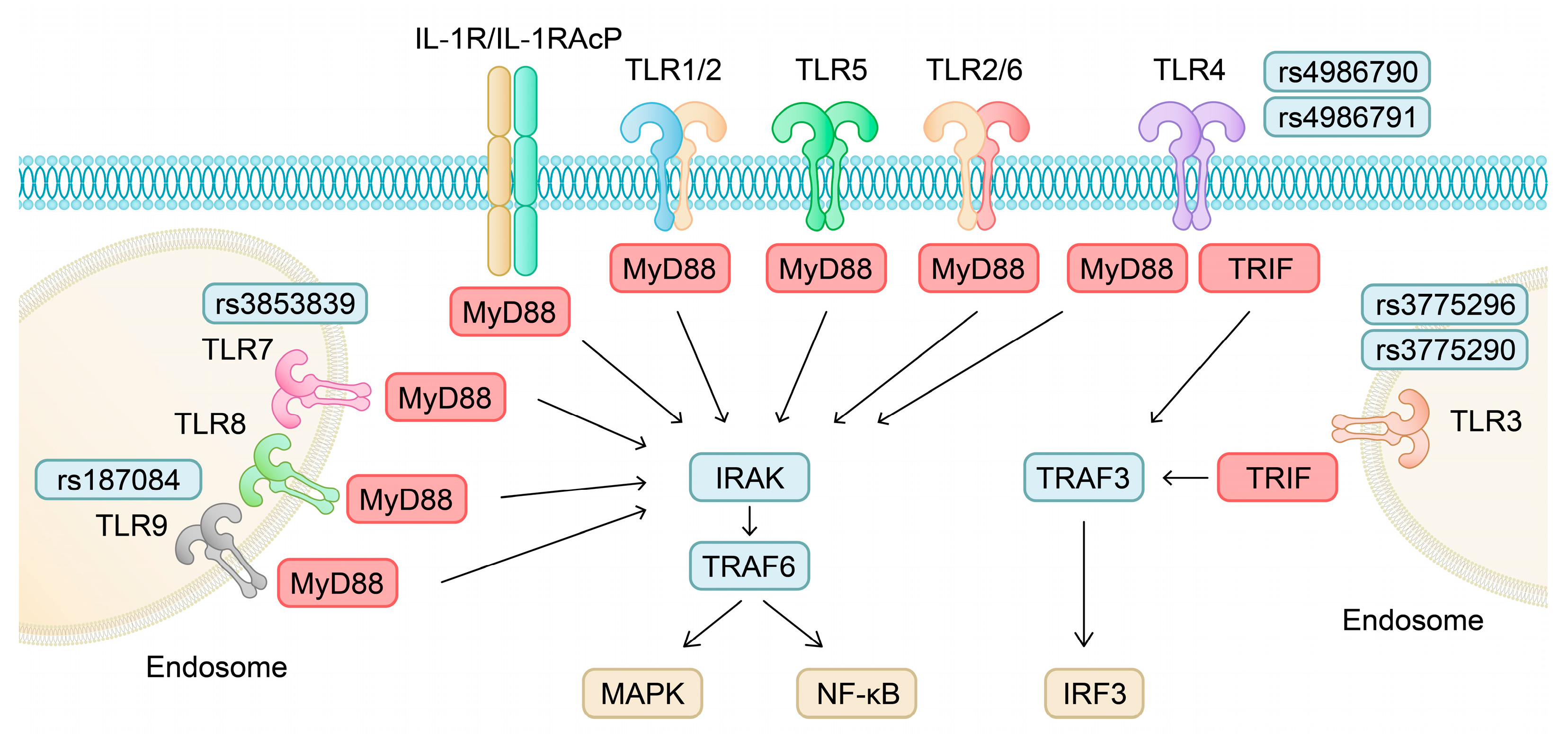 Ijms 24 11655 g002 Ijms 24 11655 g002