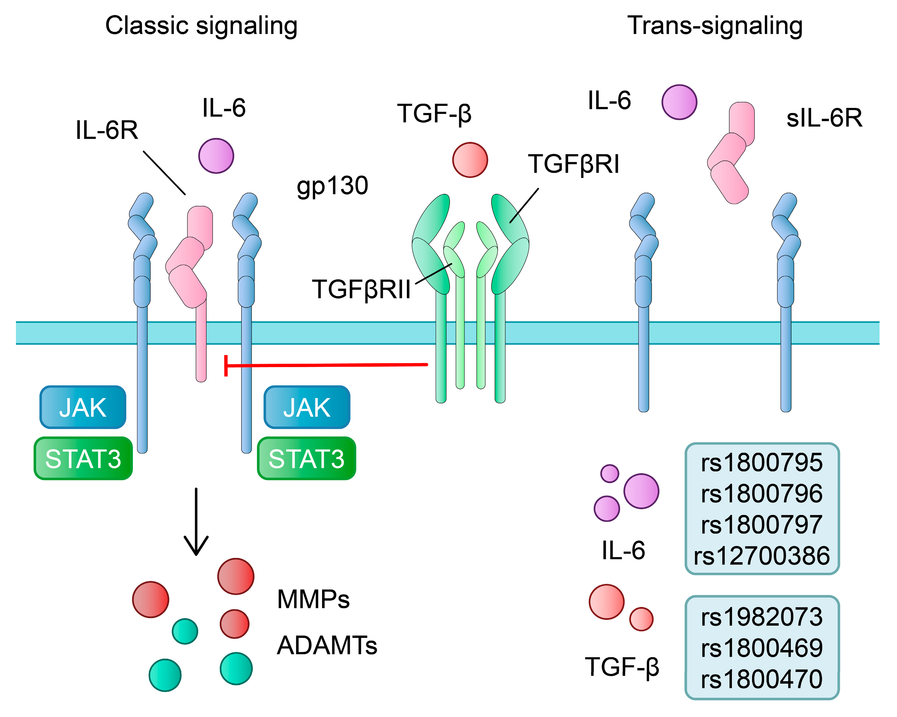 Ijms 24 11655 g003 Ijms 24 11655 g003