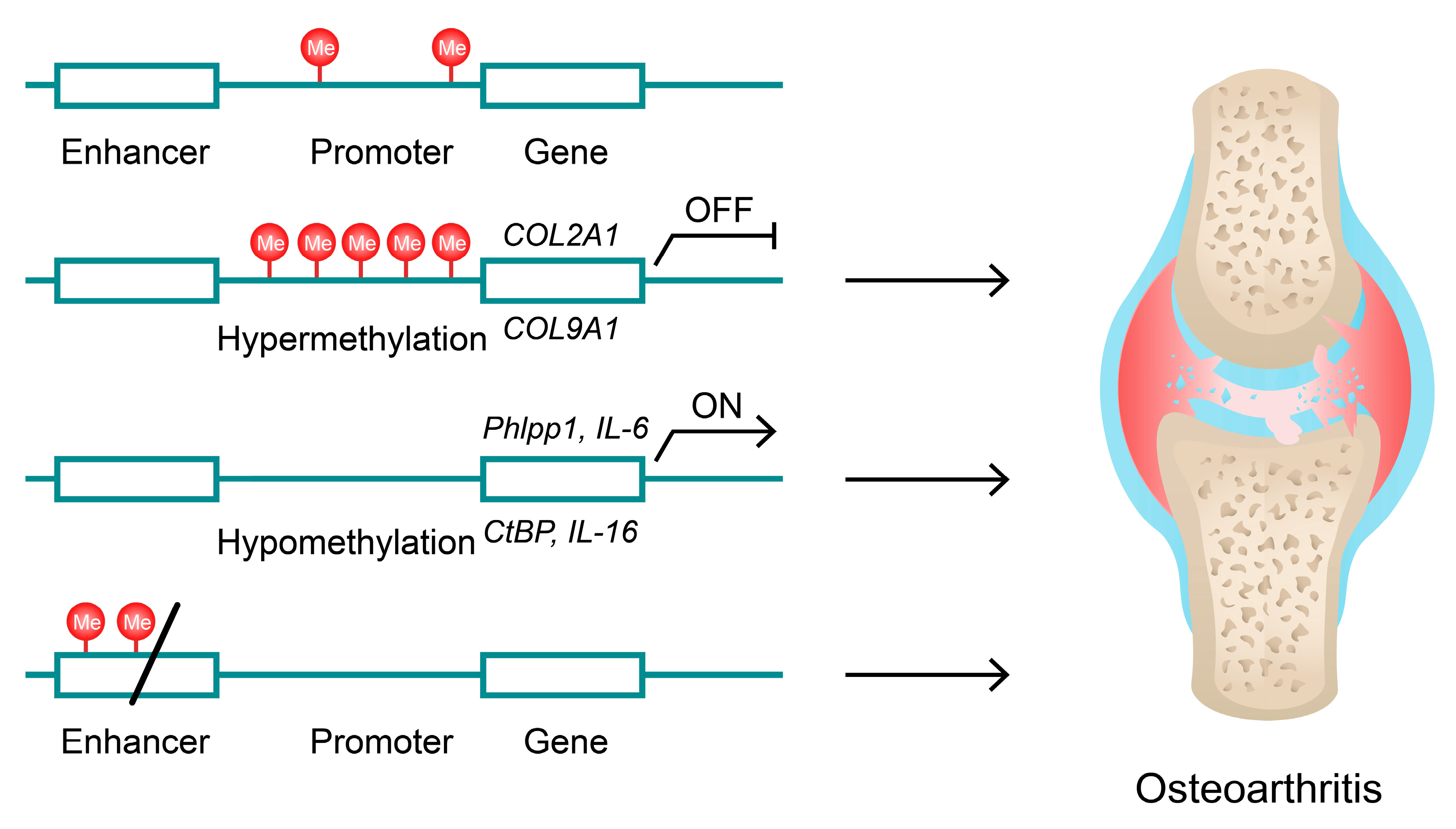 Ijms 24 11655 g004 Ijms 24 11655 g004