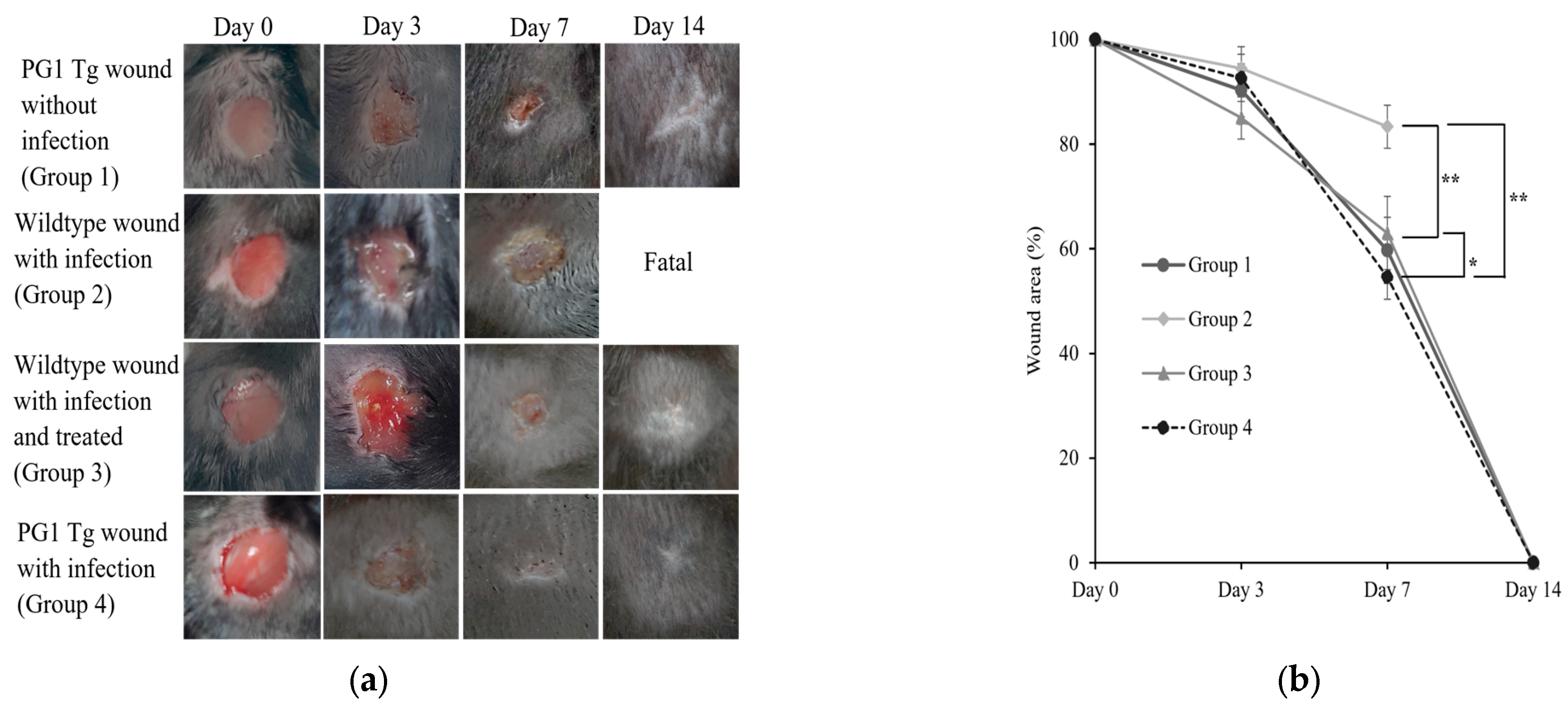 Ijms 24 11658 g001 Ijms 24 11658 g001