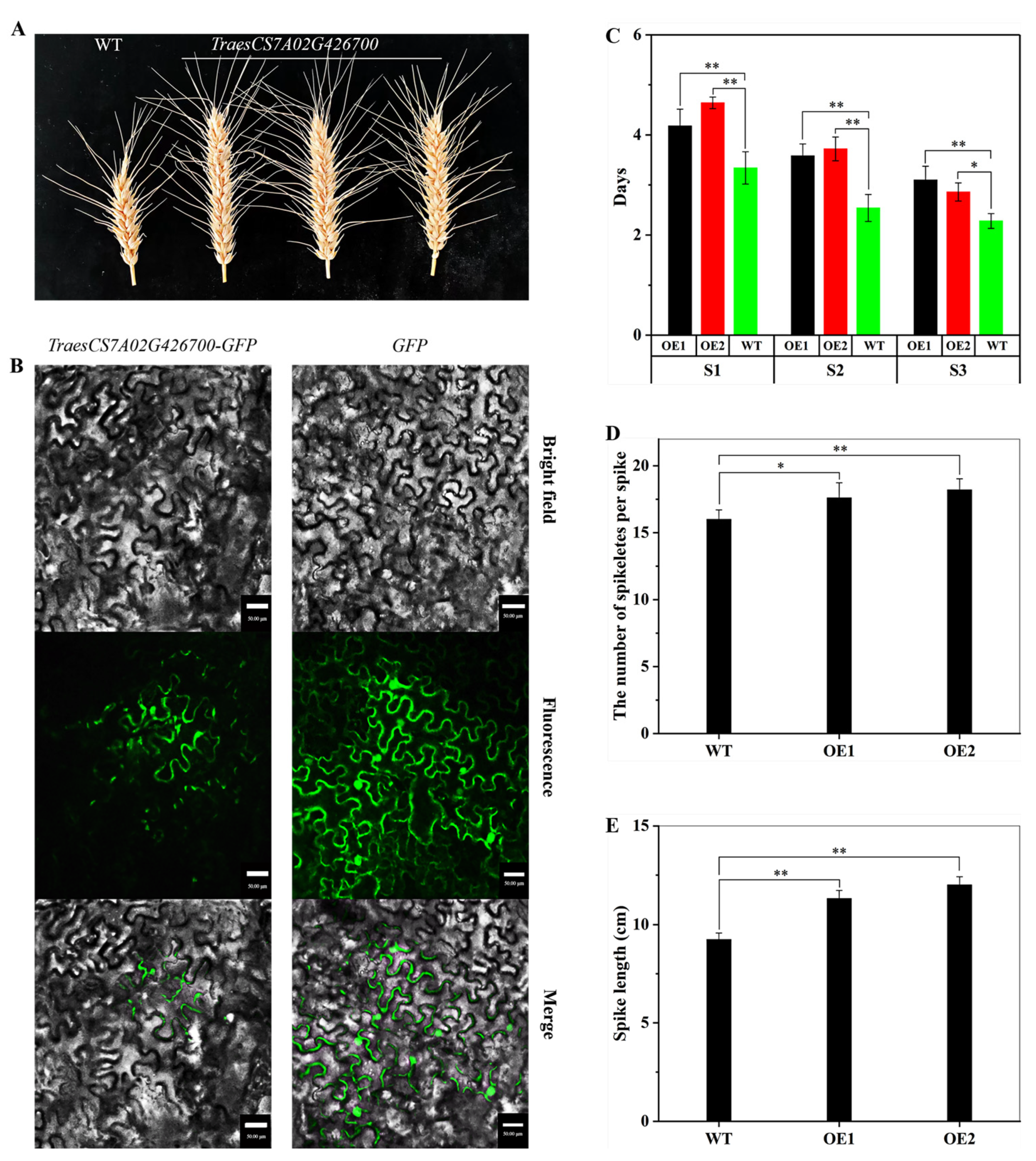 Ijms 24 11666 g007 Ijms 24 11666 g007