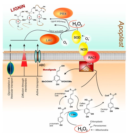 IJMS | Free Full-Text | Lignin, the Lignification Process, and