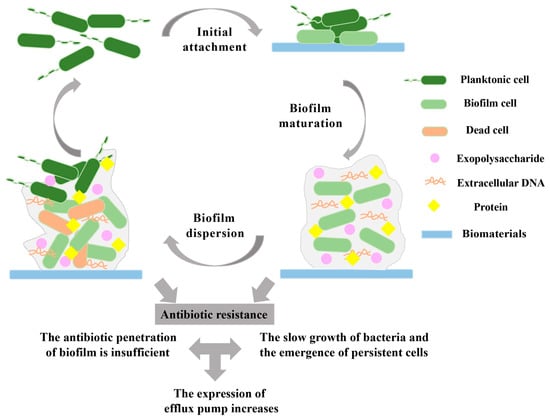 Ijms Free Full Text Bacterial Biofilm Formation On Biomaterials And