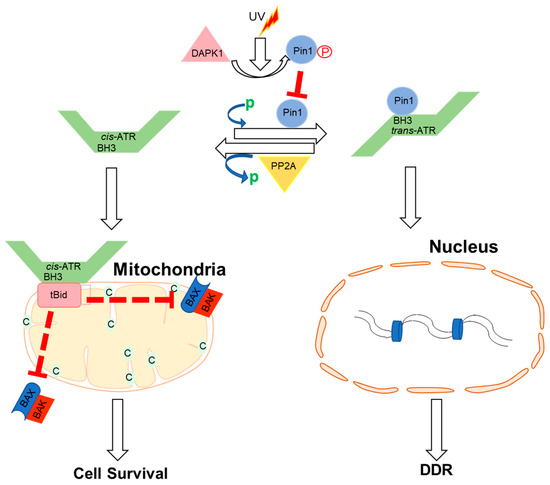 IJMS | Free Full-Text | Novel Cellular Functions of ATR for 