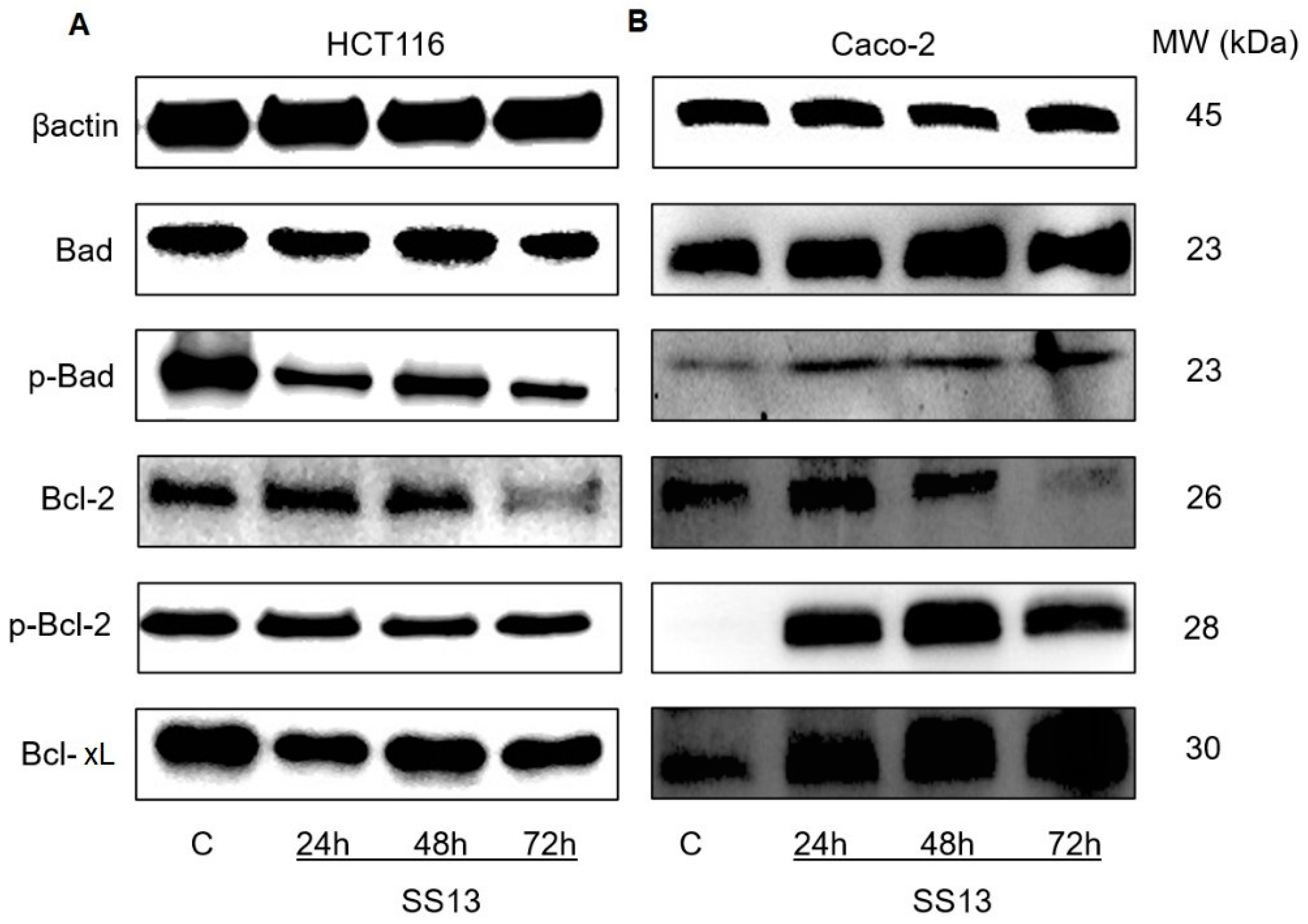 Ijms 24 11696 g008 Ijms 24 11696 g008
