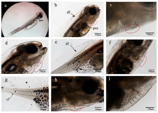 IJMS | Free Full-Text | Developmental Genetic Basis of Hoxd9 Homeobox ...