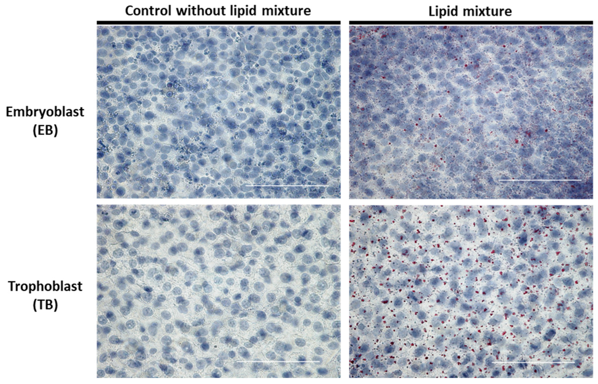 Ijms 24 11776 g005 Ijms 24 11776 g005