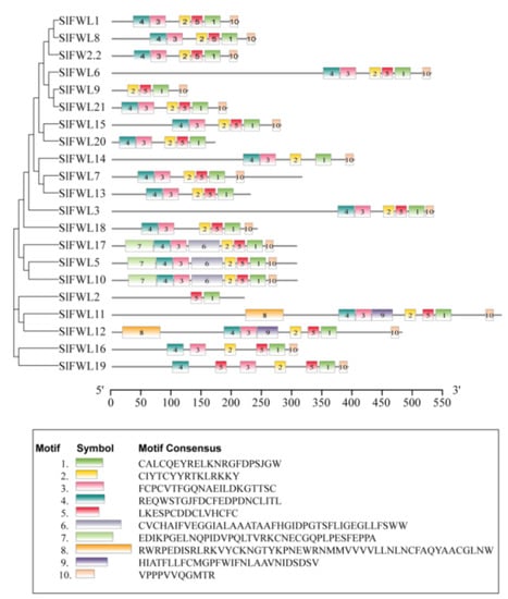IJMS | Free Full-Text | Genome-Wide Analyses of SlFWL Family Genes and ...