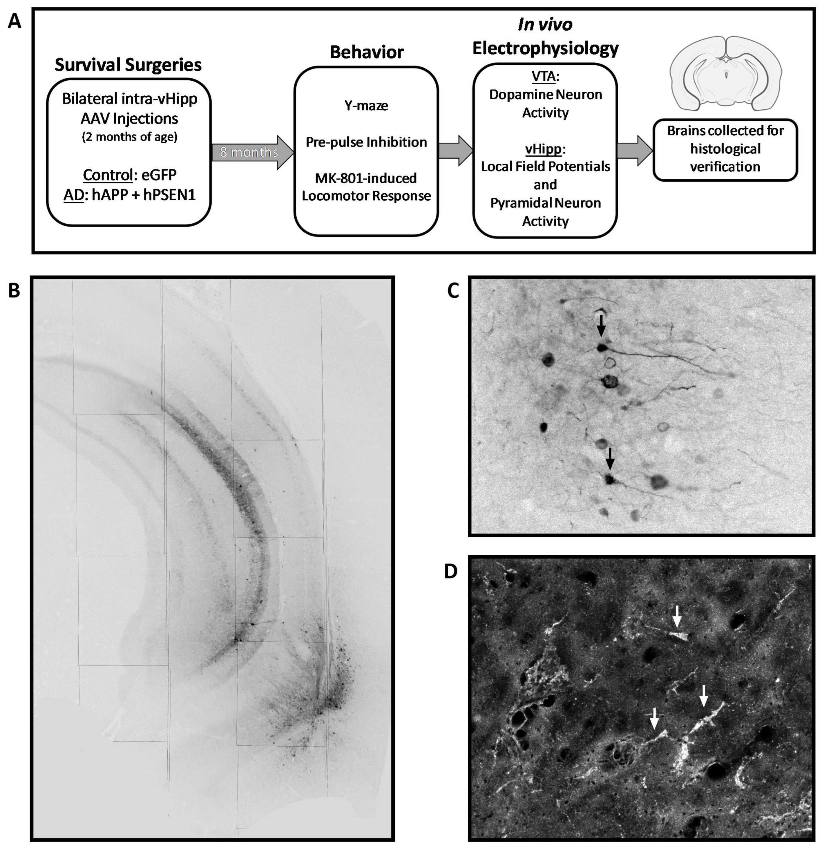 Ijms 24 11788 g005 Ijms 24 11788 g005