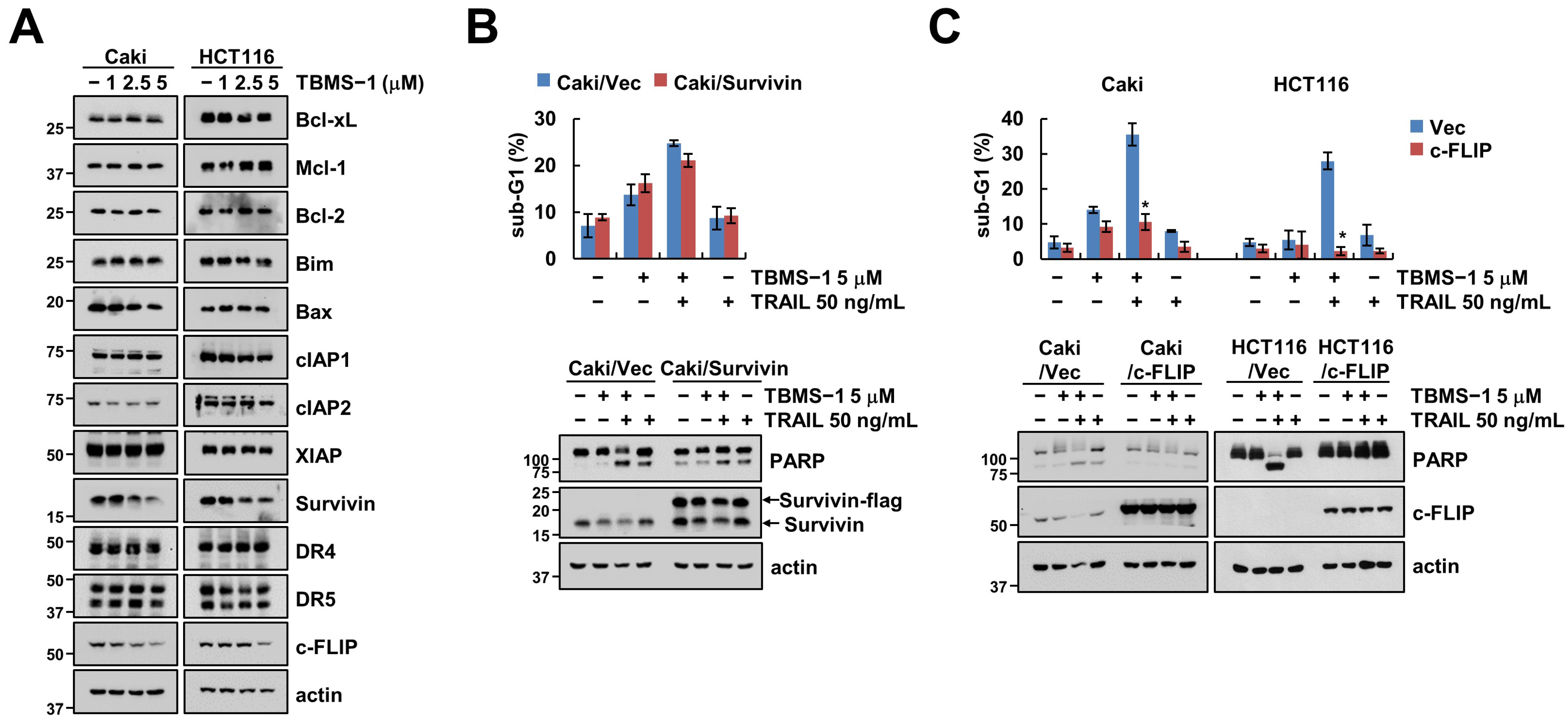 Ijms 24 11840 g002 Ijms 24 11840 g002