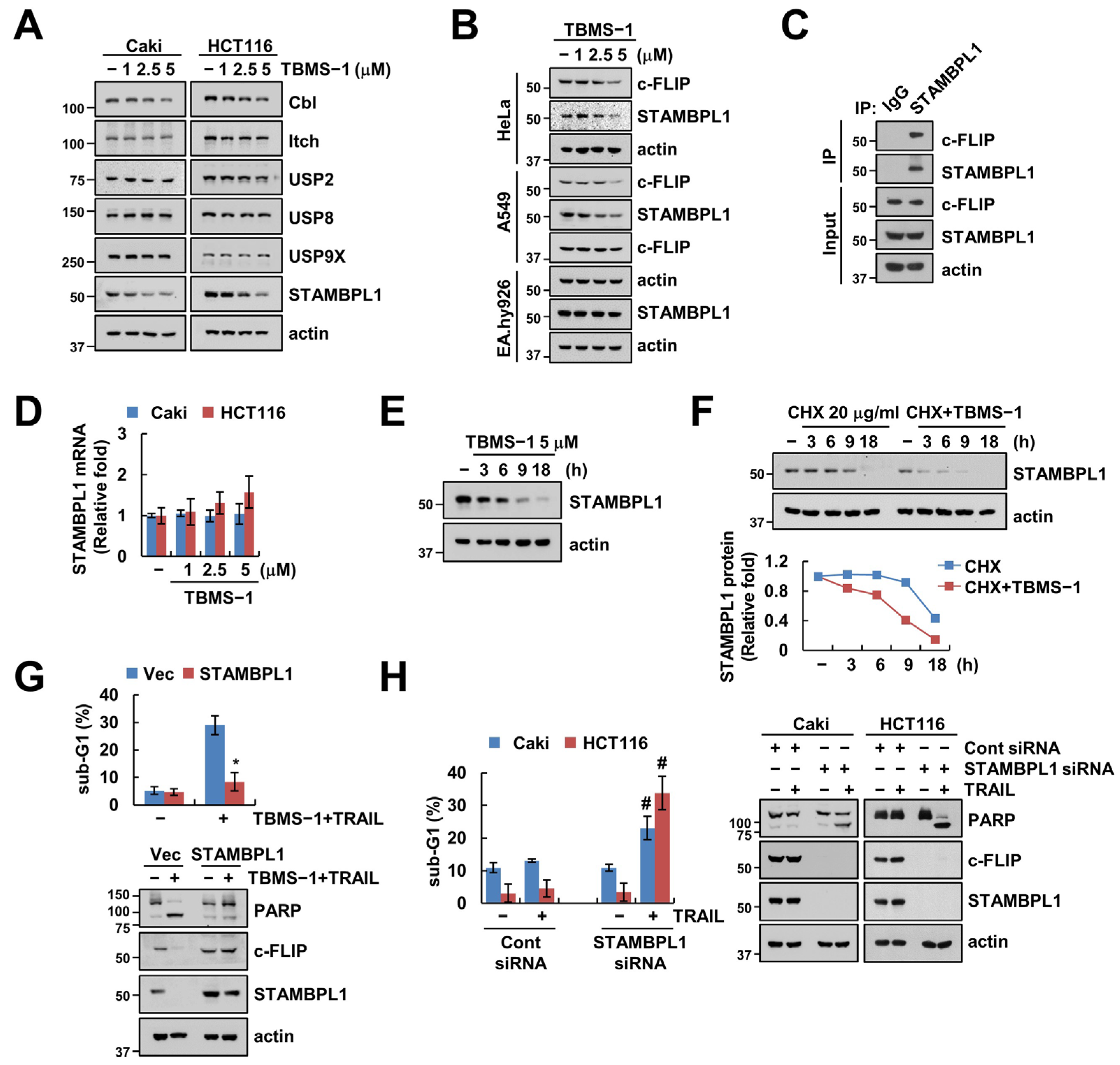 Ijms 24 11840 g004 Ijms 24 11840 g004