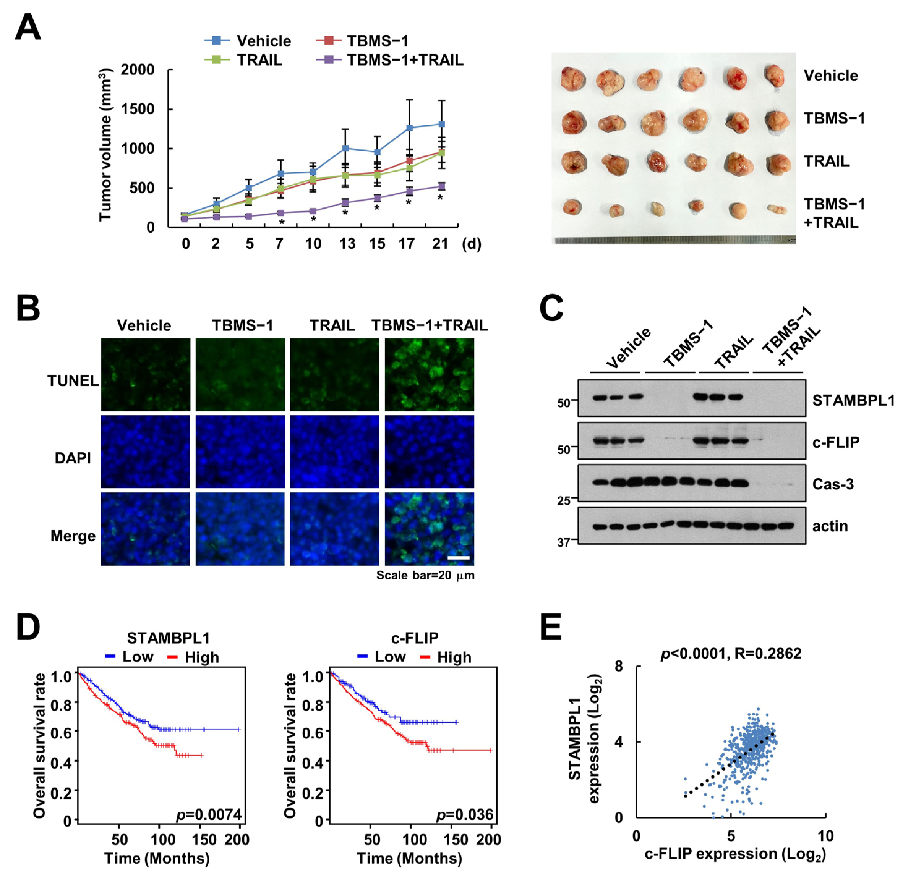 Ijms 24 11840 g005 Ijms 24 11840 g005