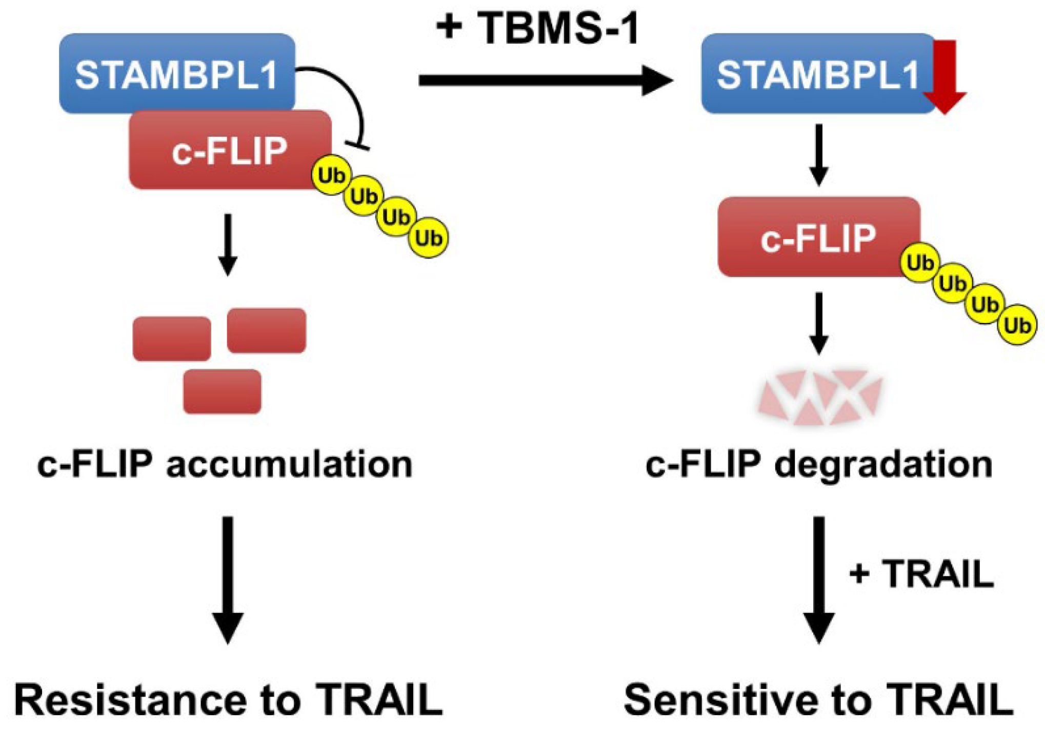 Ijms 24 11840 g006 Ijms 24 11840 g006