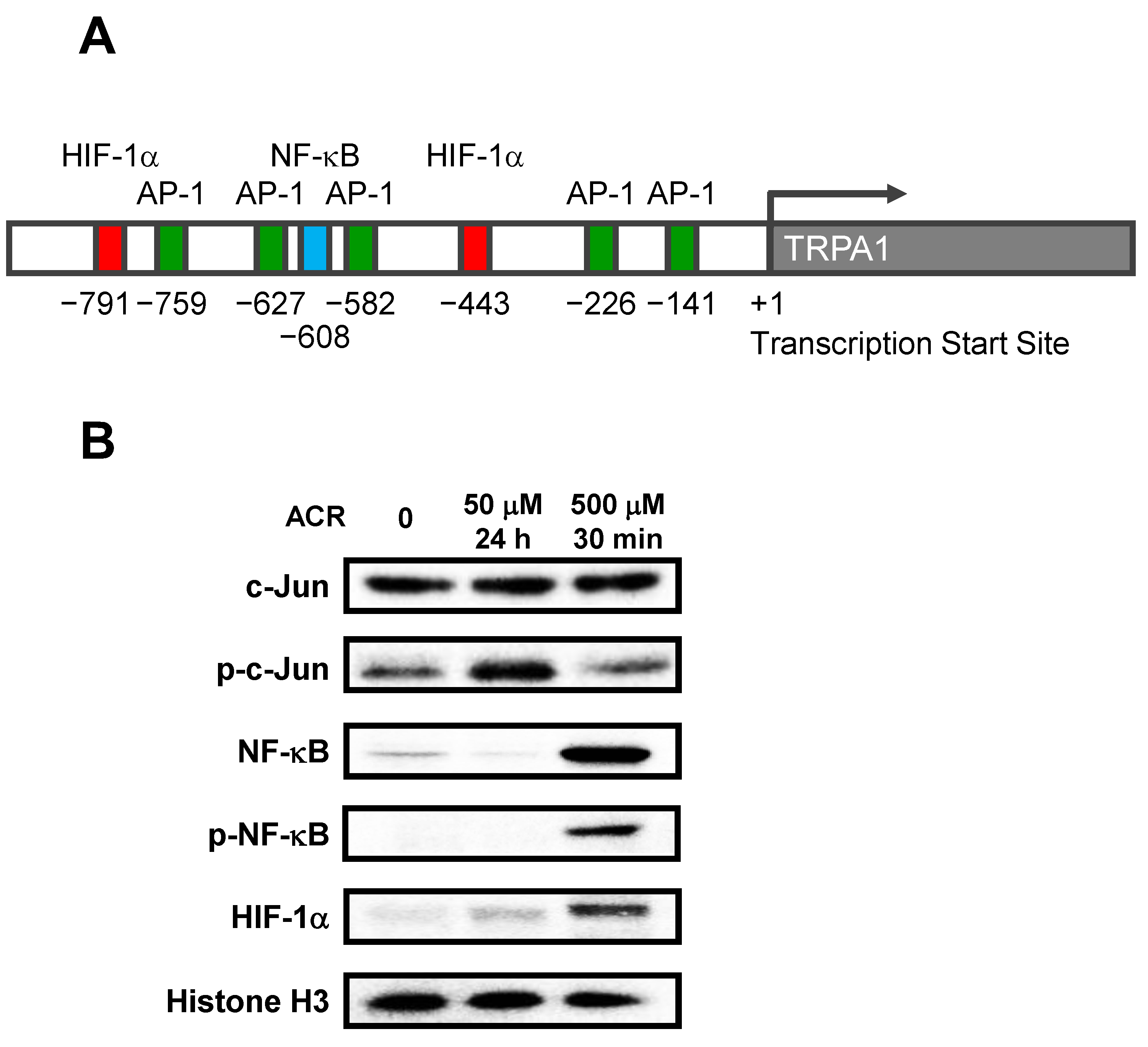 Ijms 24 11847 g003 Ijms 24 11847 g003