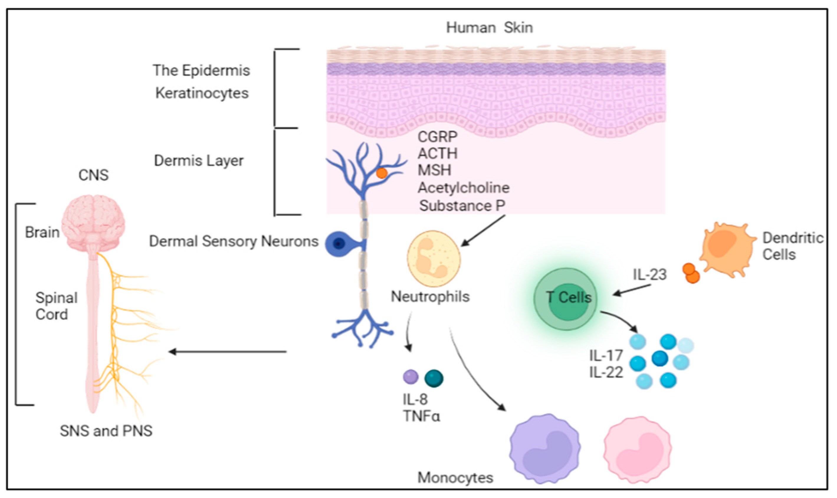 Ijms 24 11851 g001 Ijms 24 11851 g001
