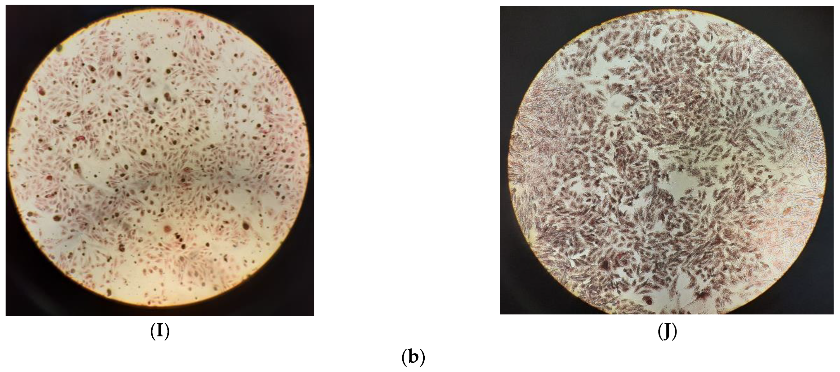 Ijms 24 11865 g010c Ijms 24 11865 g010c