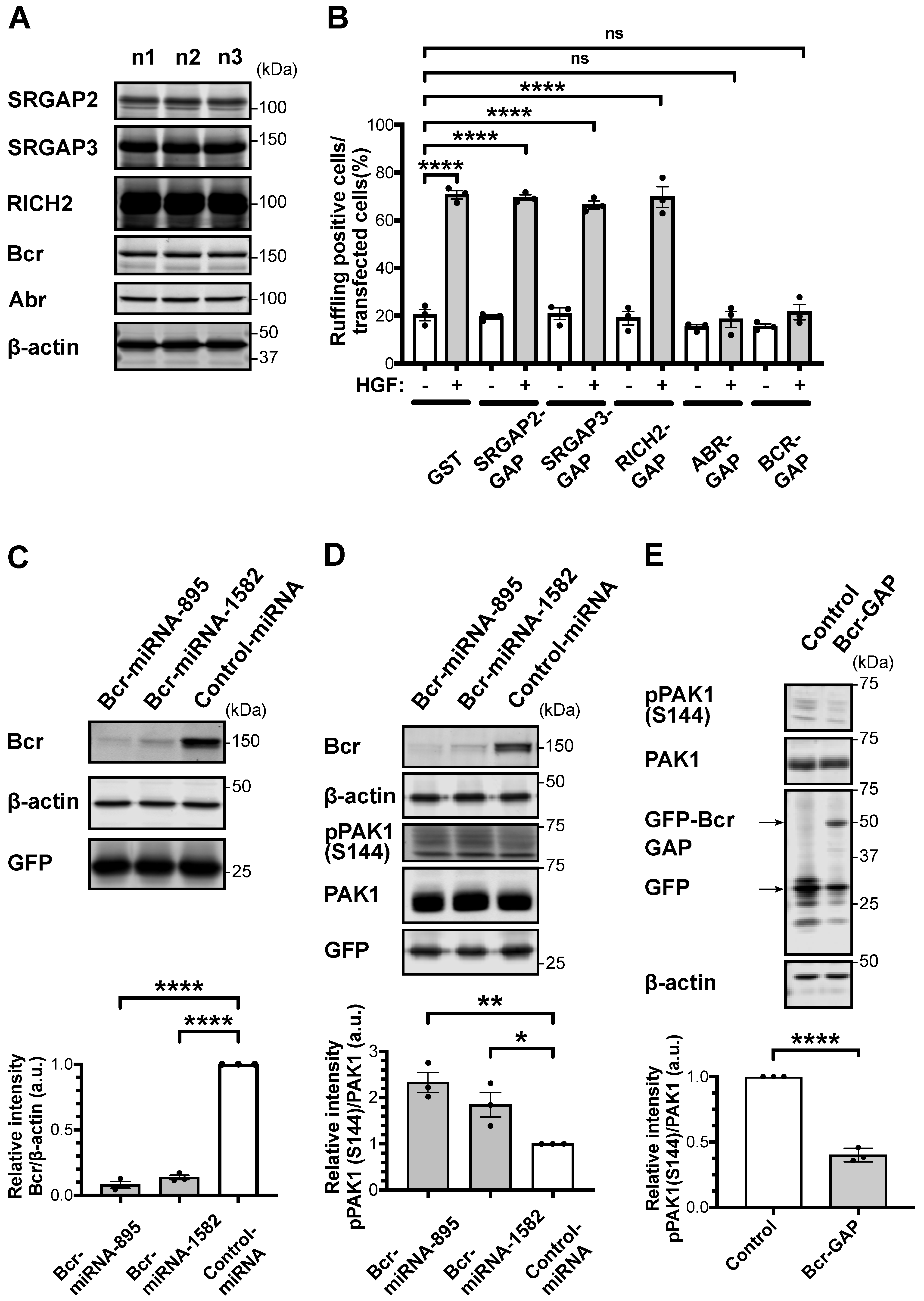 Ijms 24 11880 g001 Ijms 24 11880 g001