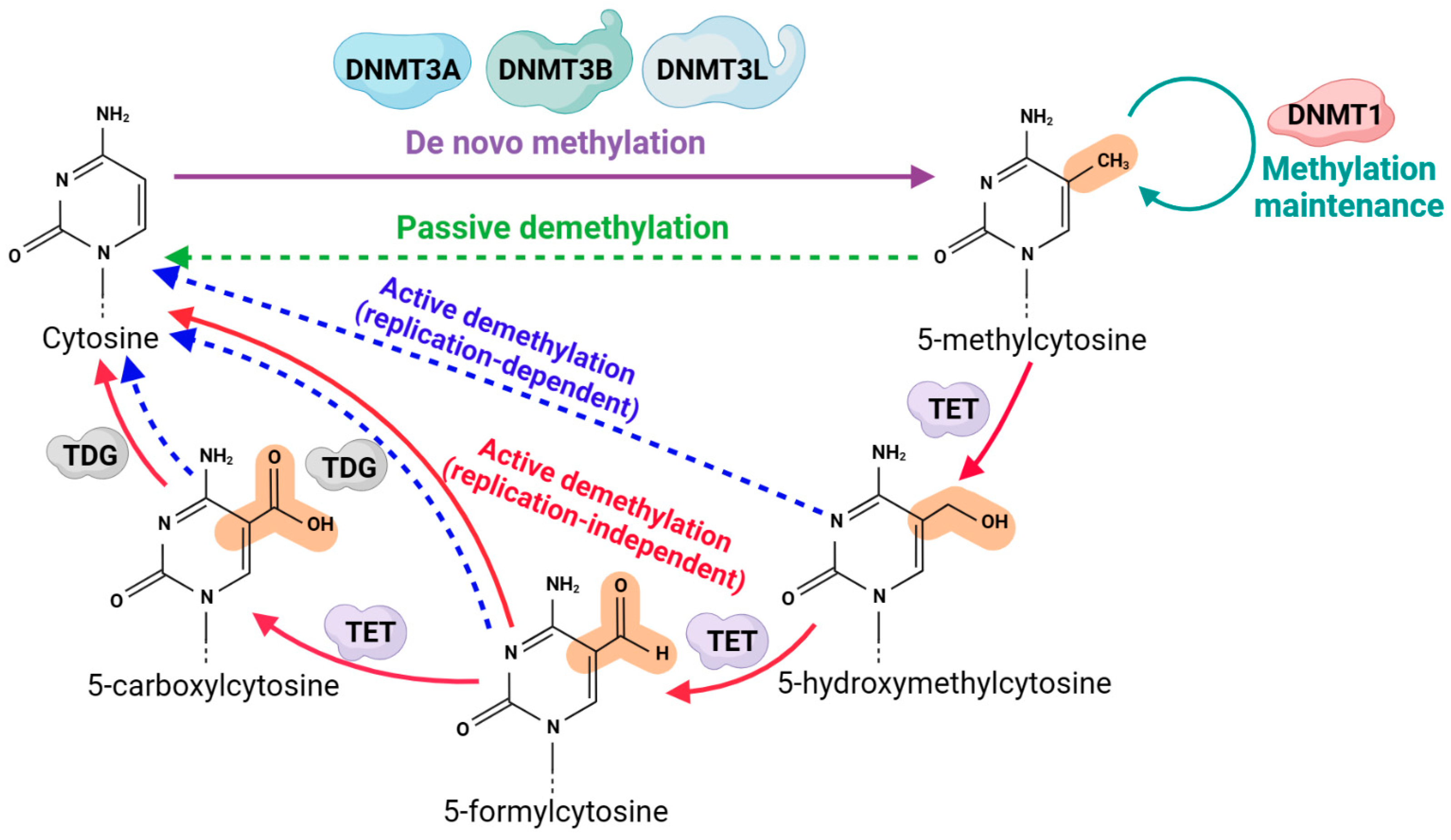 Ijms 24 11882 g003 Ijms 24 11882 g003