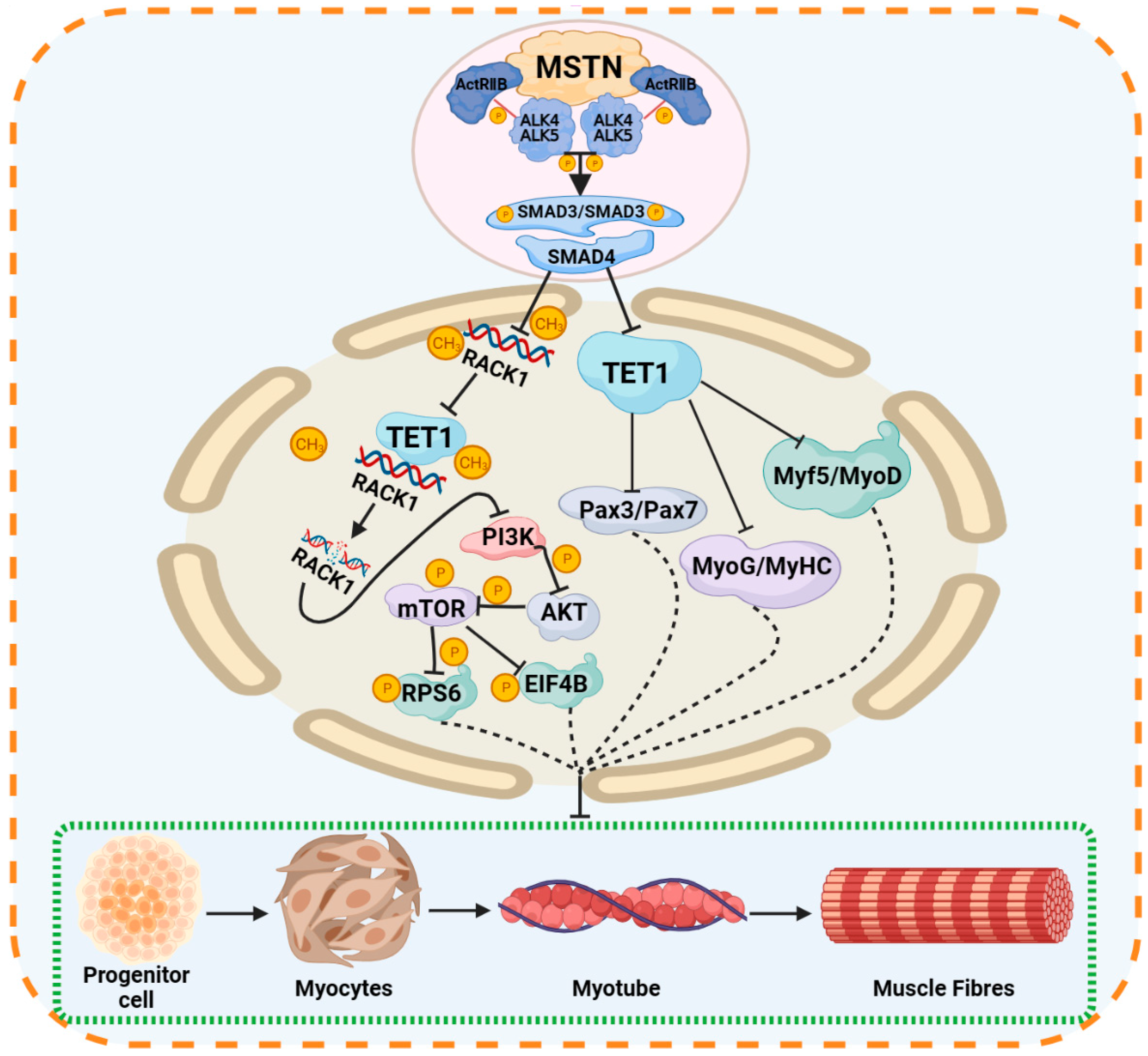 Ijms 24 11882 g007 Ijms 24 11882 g007
