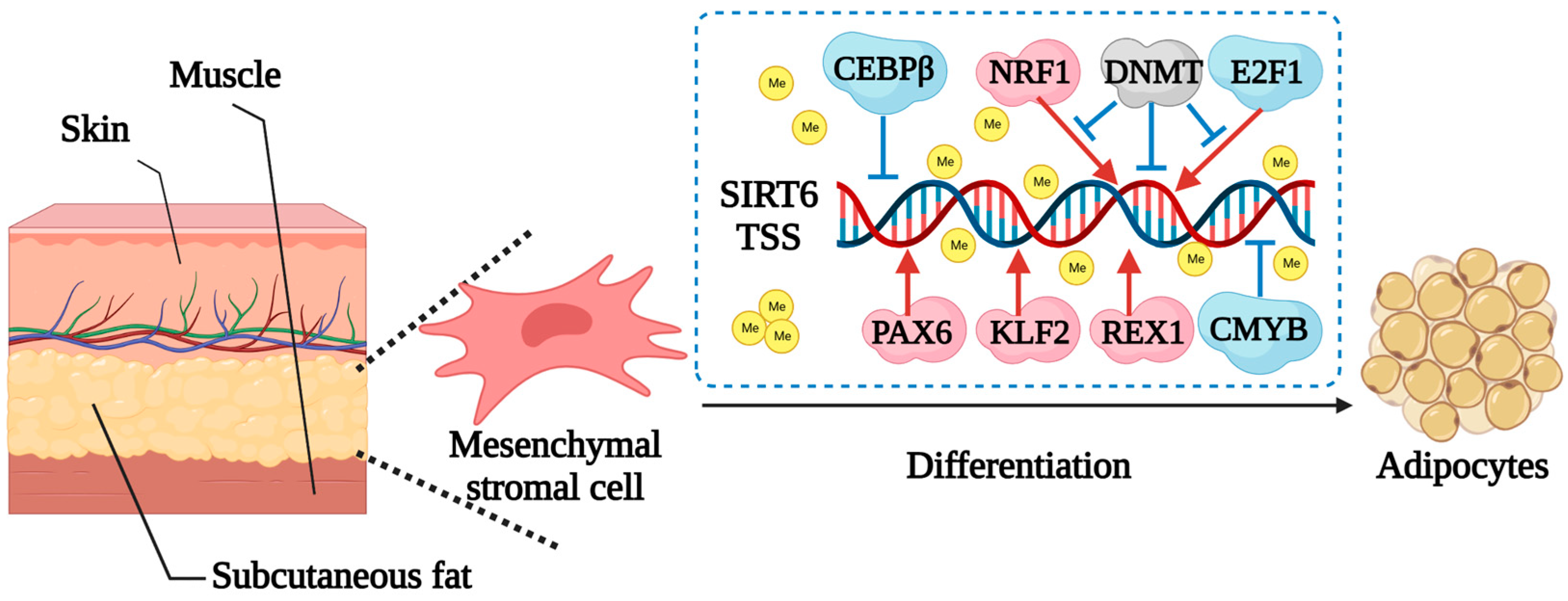 Ijms 24 11882 g008 Ijms 24 11882 g008