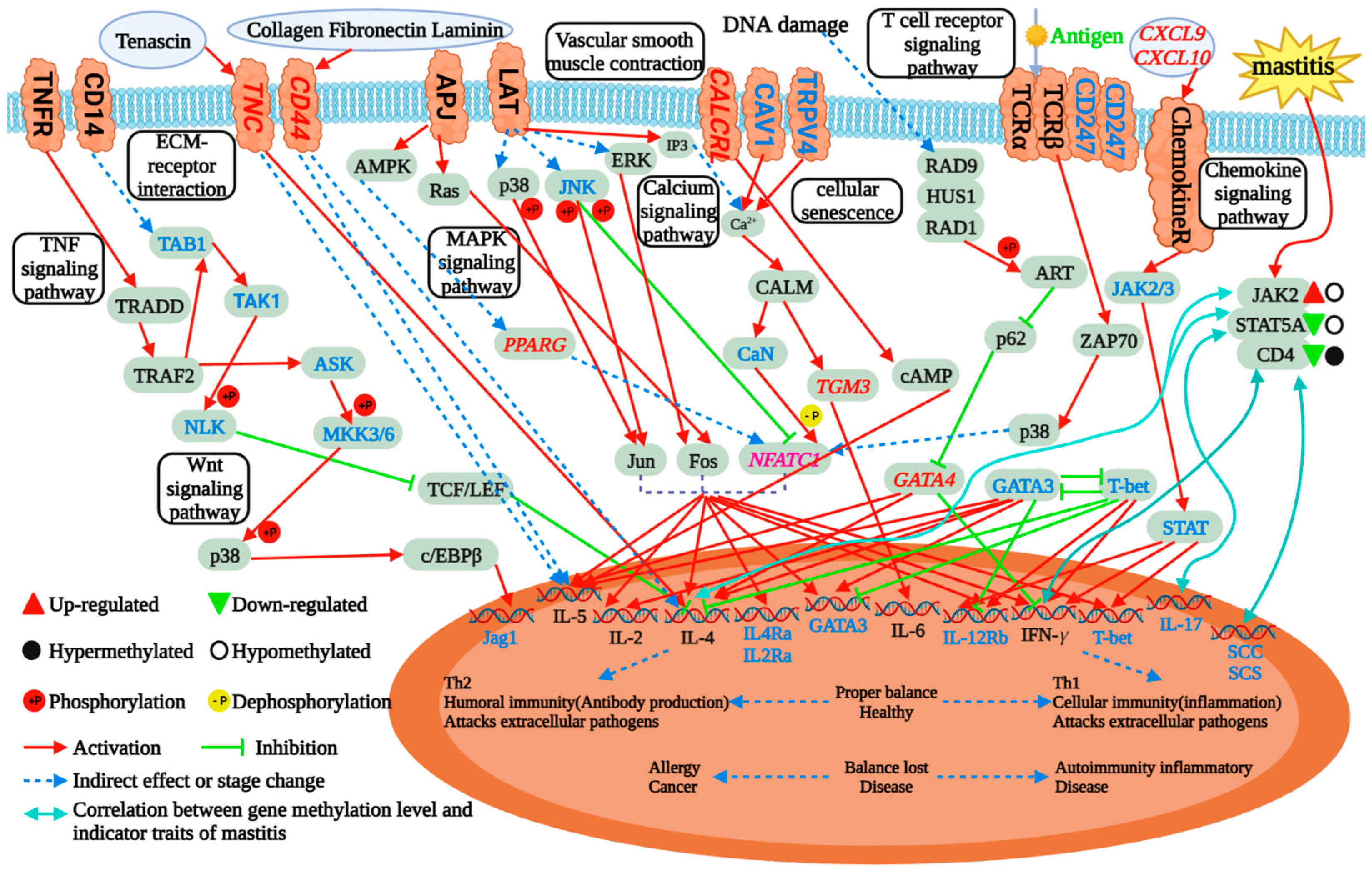 Ijms 24 11882 g009 Ijms 24 11882 g009