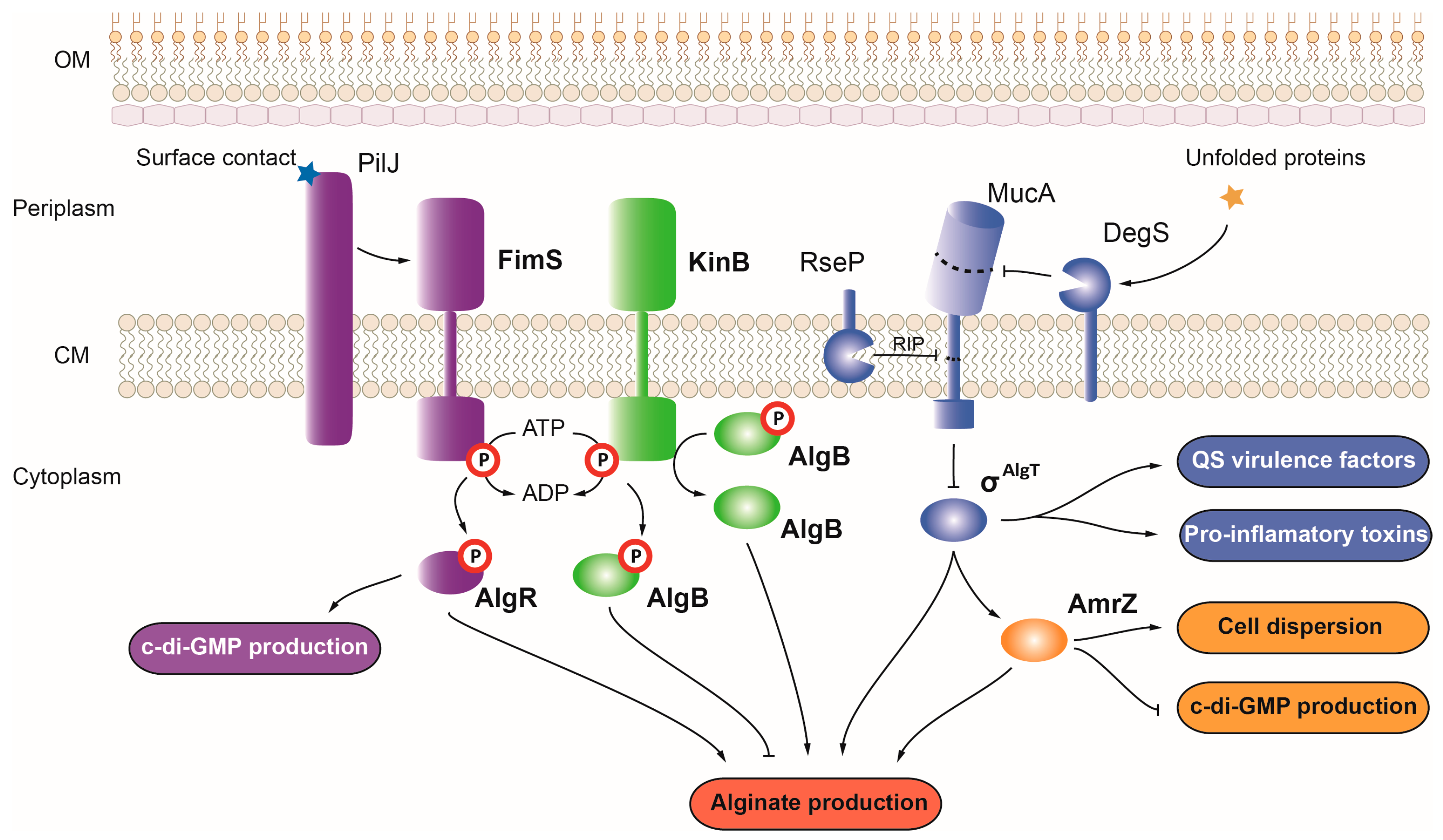 Ijms 24 11895 g003 Ijms 24 11895 g003