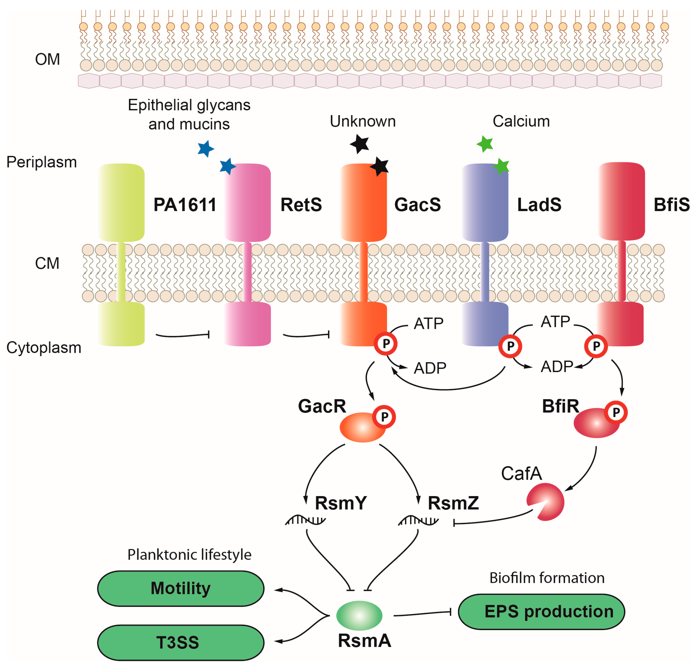 Ijms 24 11895 g004 Ijms 24 11895 g004