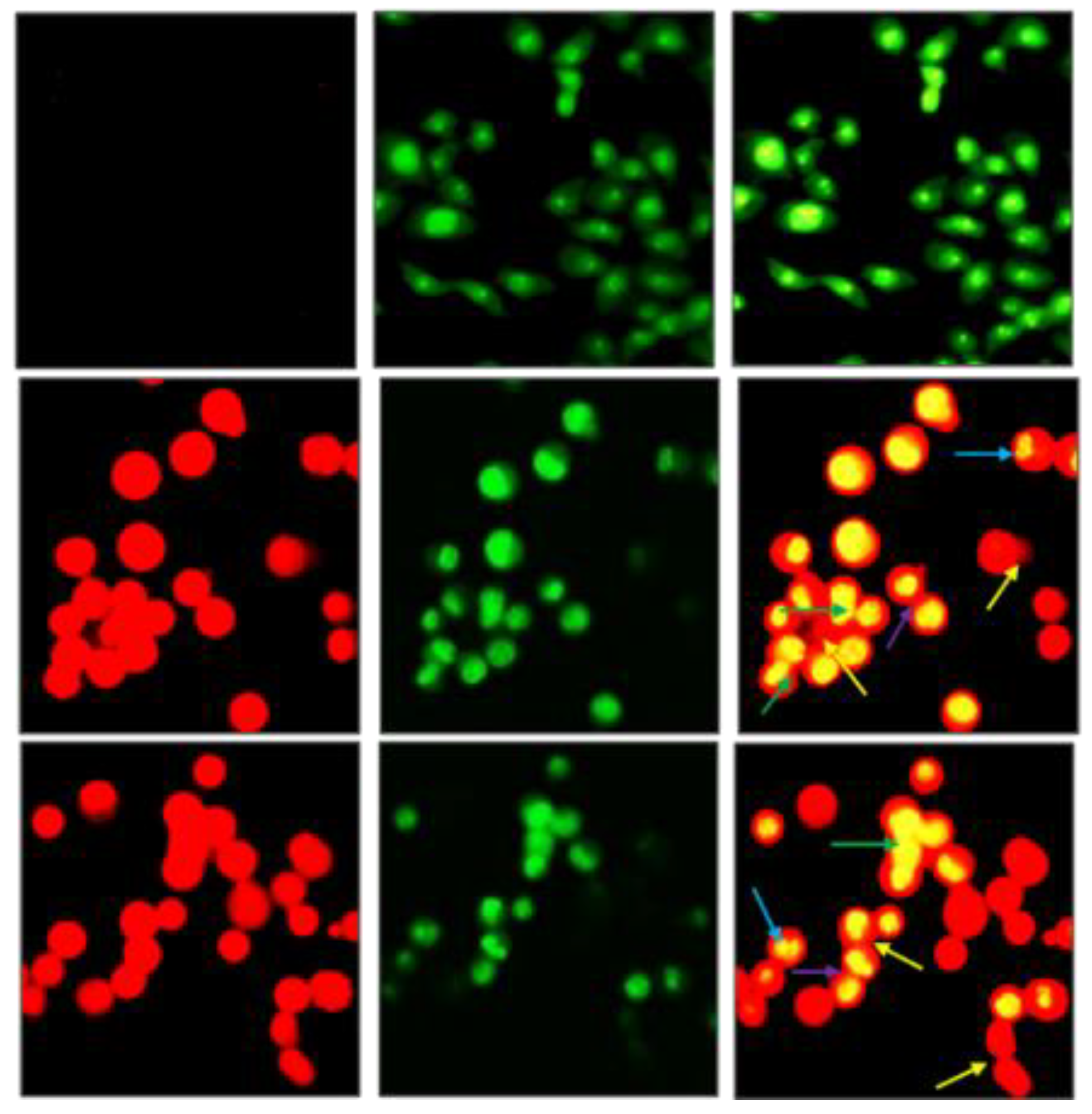 Ijms 24 11896 g014 Ijms 24 11896 g014