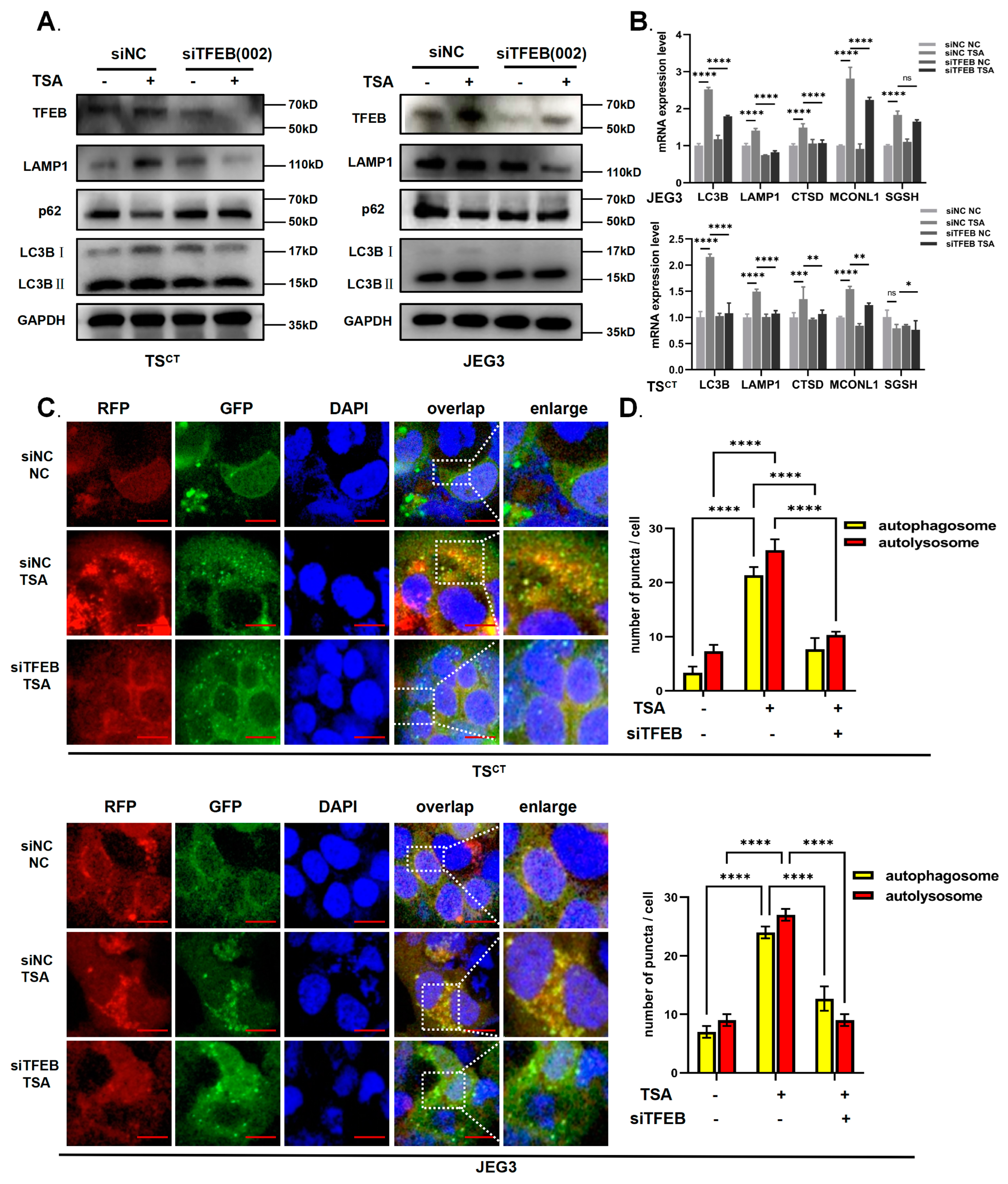 Ijms 24 11899 g004 Ijms 24 11899 g004