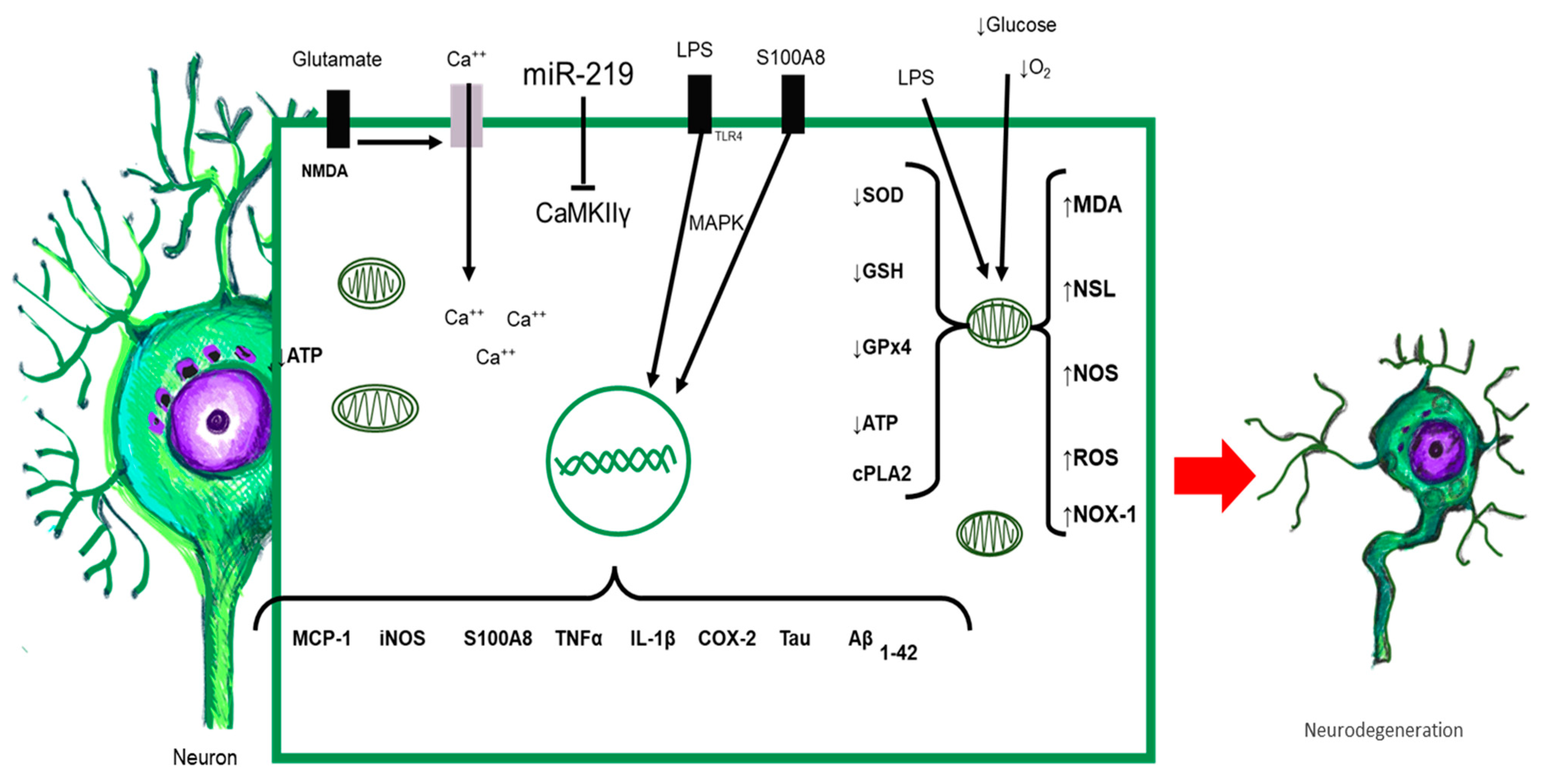 Ijms 24 11902 g004 Ijms 24 11902 g004