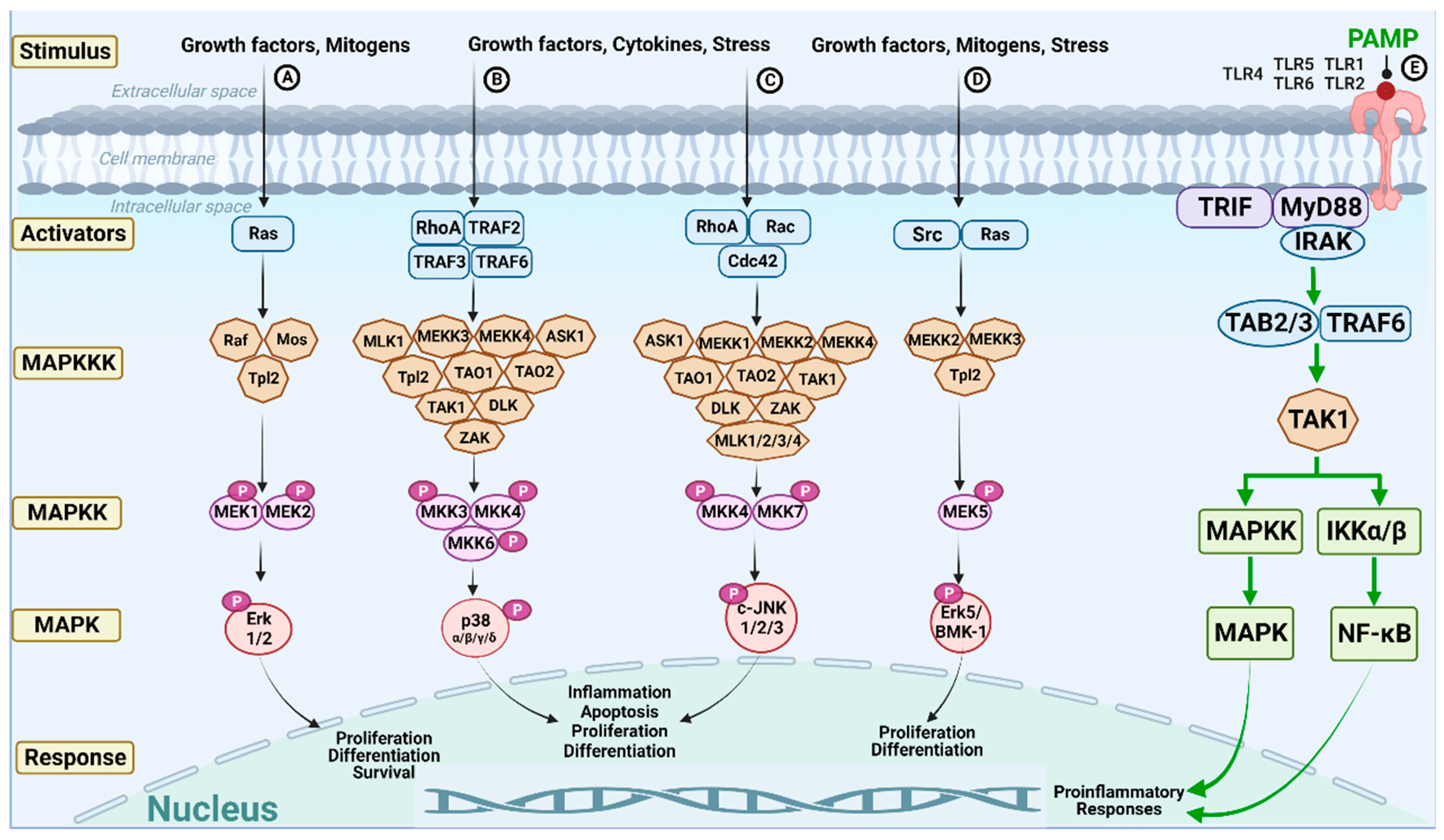 TNF--induced TAK1 phosphorylation at Thr-187. A, HeLa cells (2 10 6