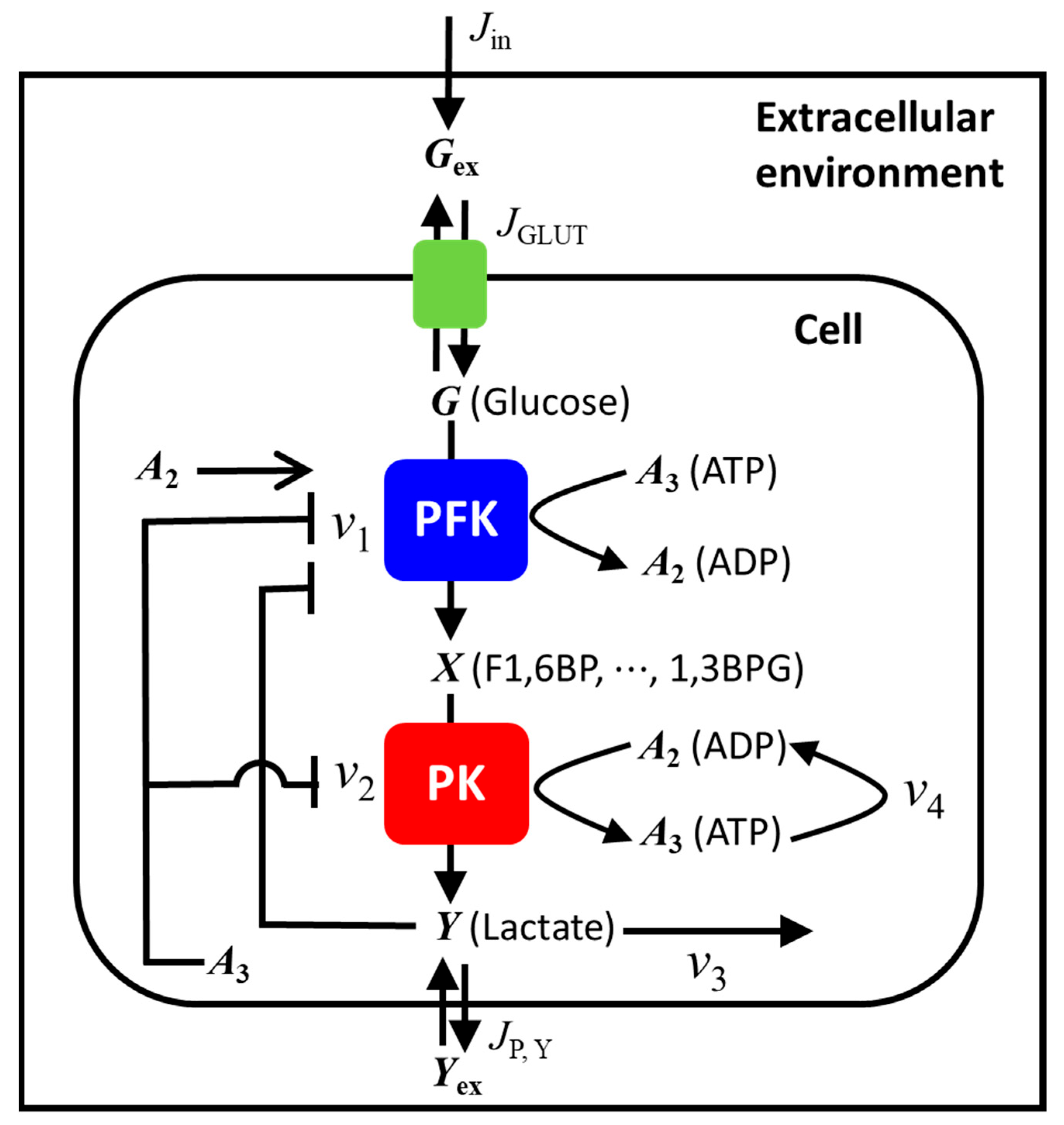 IJMS | Free Full-Text | Metabolic Oscillations and Glycolytic