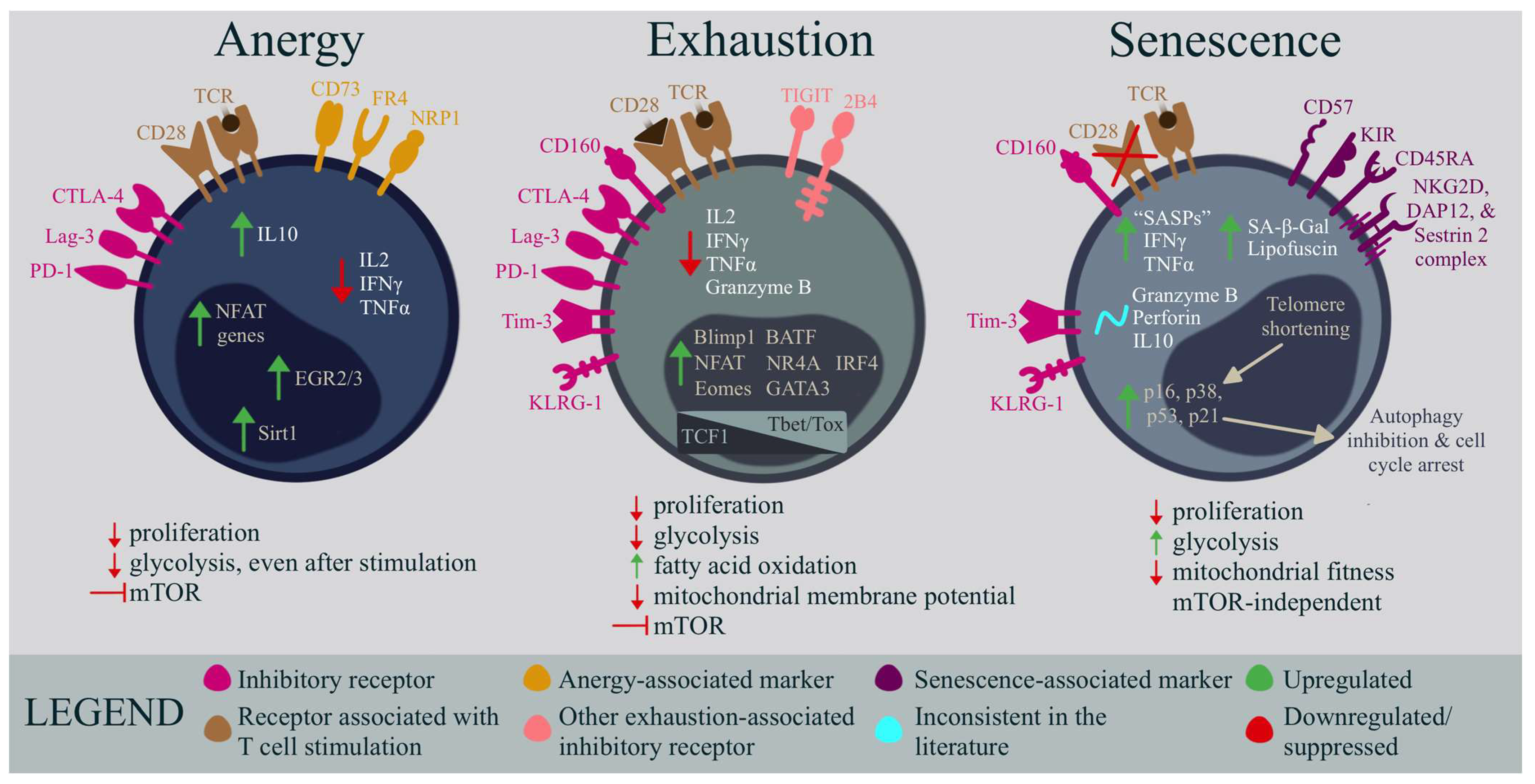 Ijms 24 11937 g004 Ijms 24 11937 g004